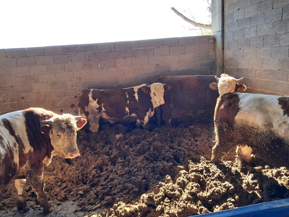 Aydın’da Hayvanlar Aşılanıyor (6)