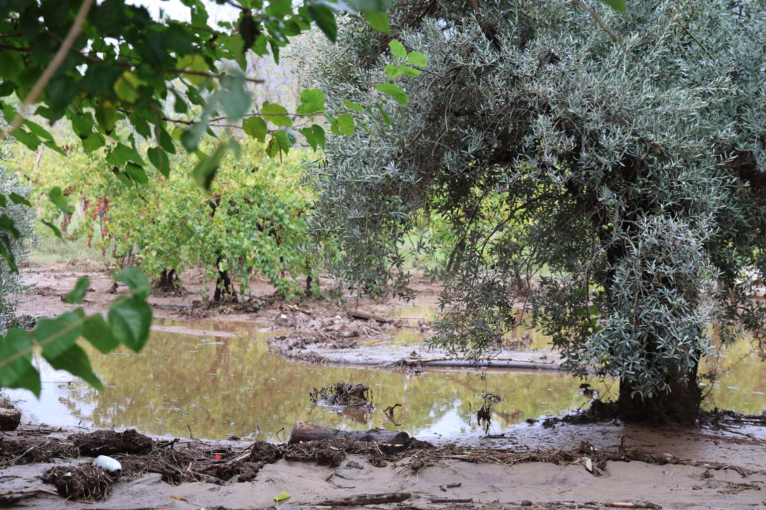 Aydın’da Hayvanlar Sele Kapıldı, O Anlar Kameraya Yansıdı (4)