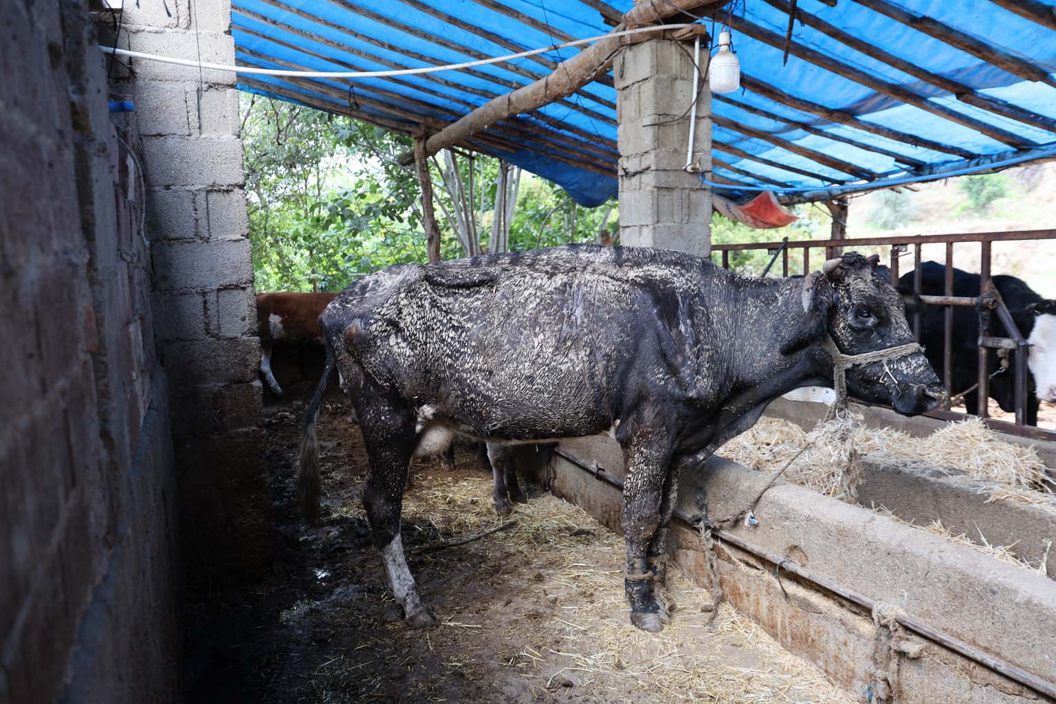 Aydın’da Hayvanlar Sele Kapıldı, O Anlar Kameraya Yansıdı (7)