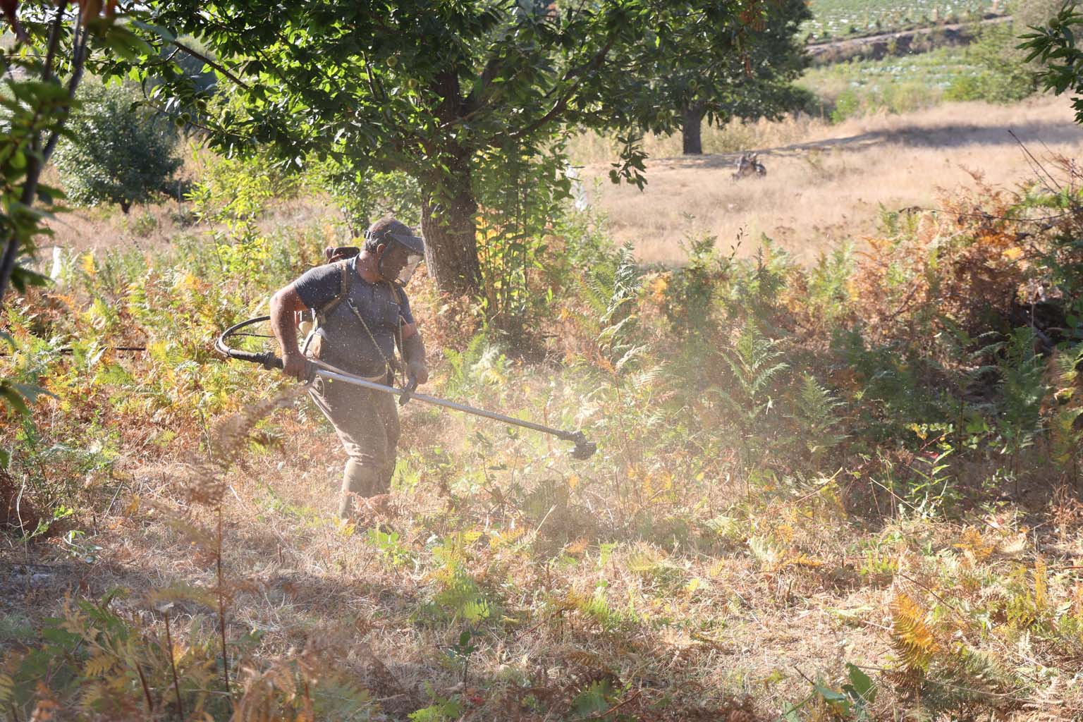 Aydın'da Kestane Hasat Sezonu Için Hazırlıklar Başladı (3)