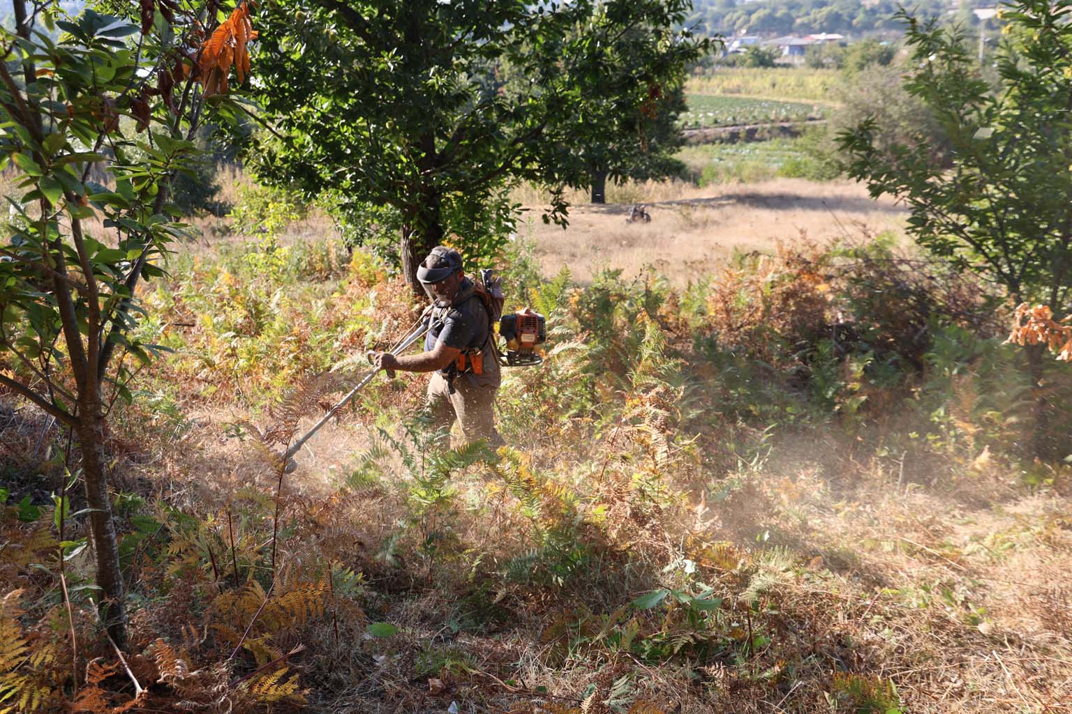 Aydın'da Kestane Hasat Sezonu Için Hazırlıklar Başladı (4)