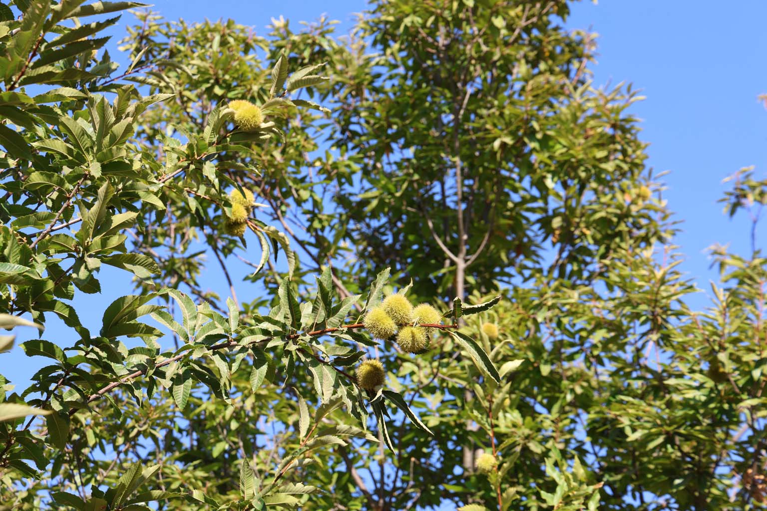 Aydın'da Kestane Hasat Sezonu Için Hazırlıklar Başladı (5)