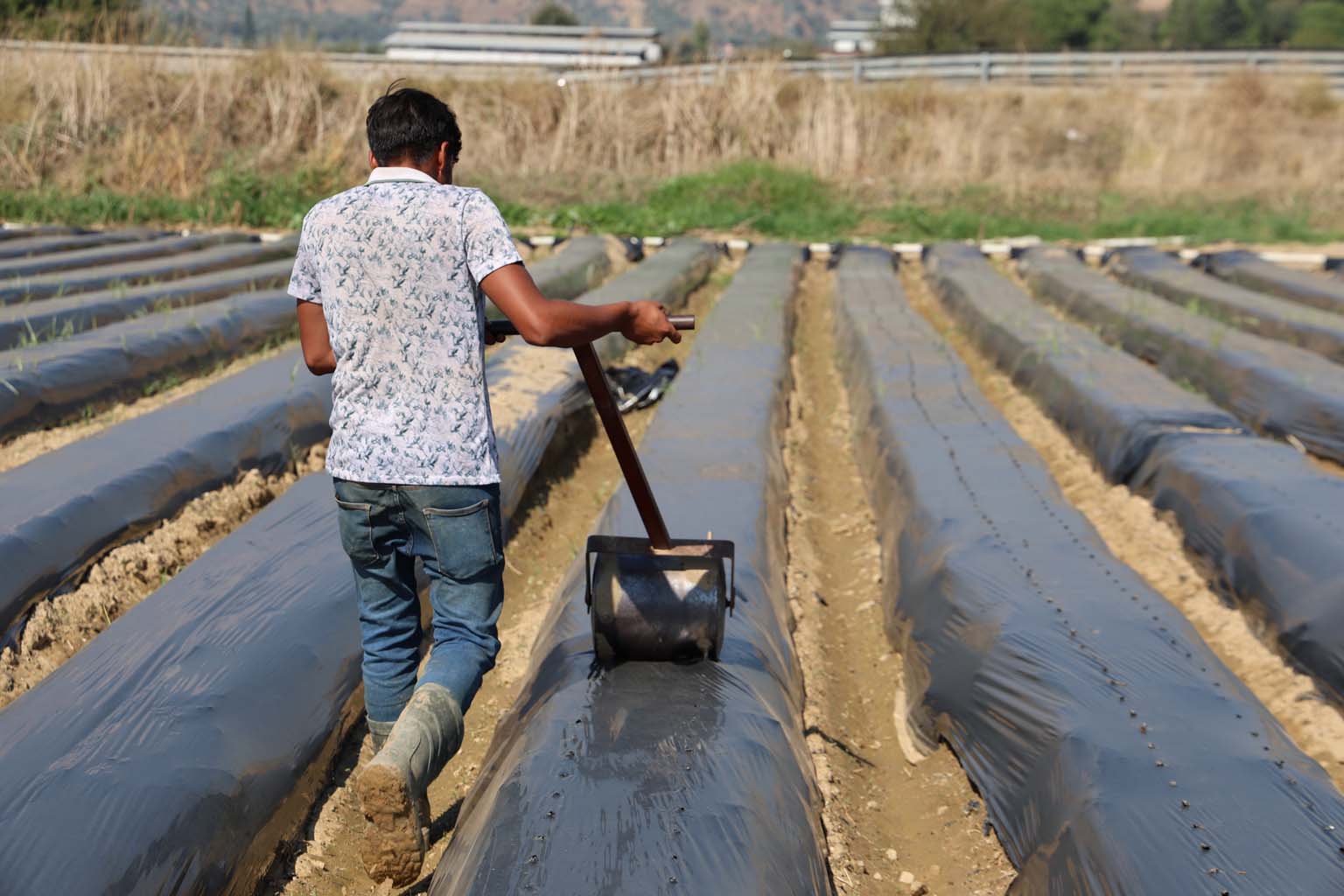 Aydın’da Kış Çileği Hazırlıkları Başladı (2)