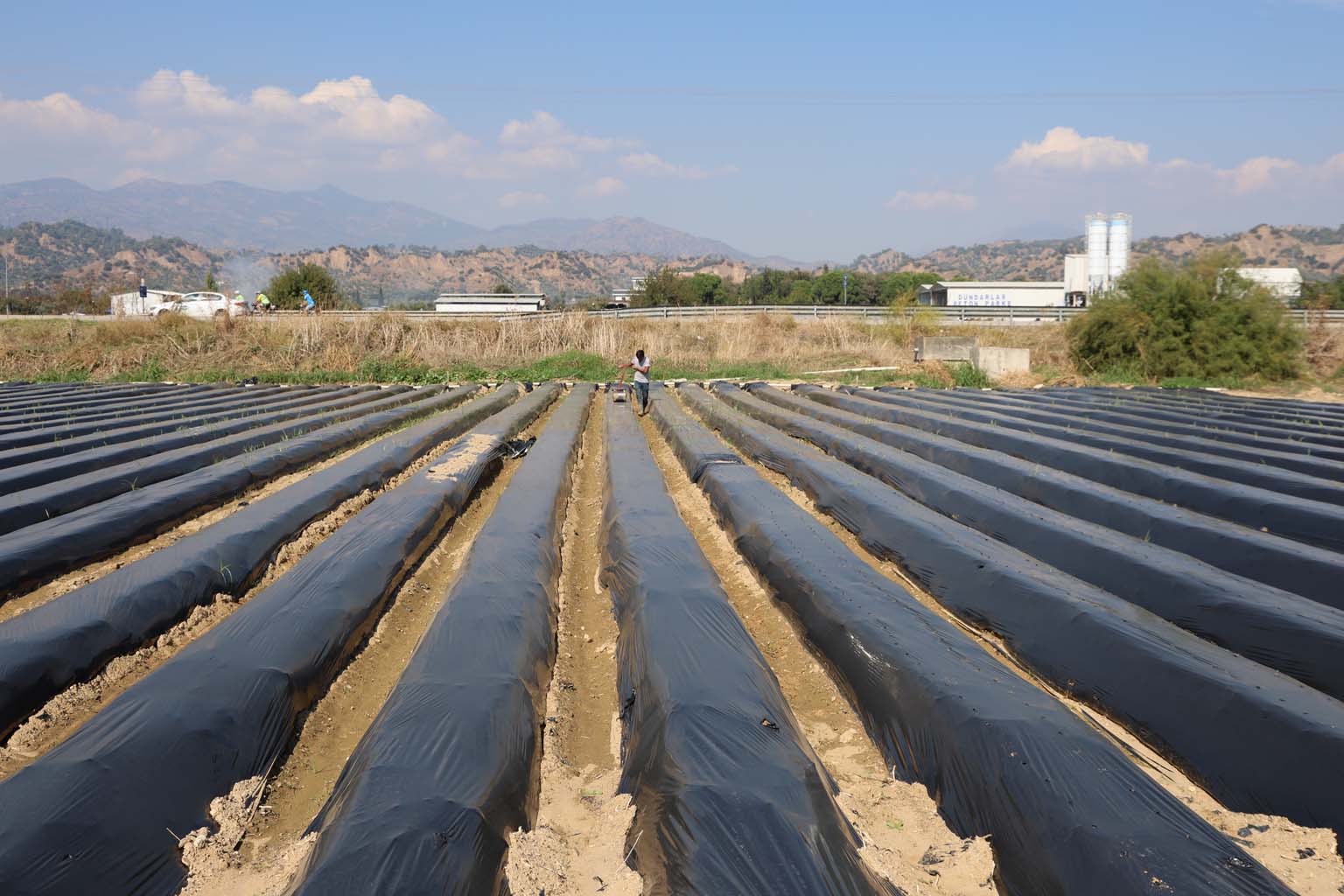 Aydın’da Kış Çileği Hazırlıkları Başladı (4)
