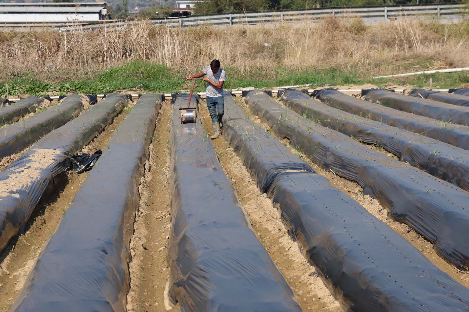 Aydın’da Kış Çileği Hazırlıkları Başladı (5)