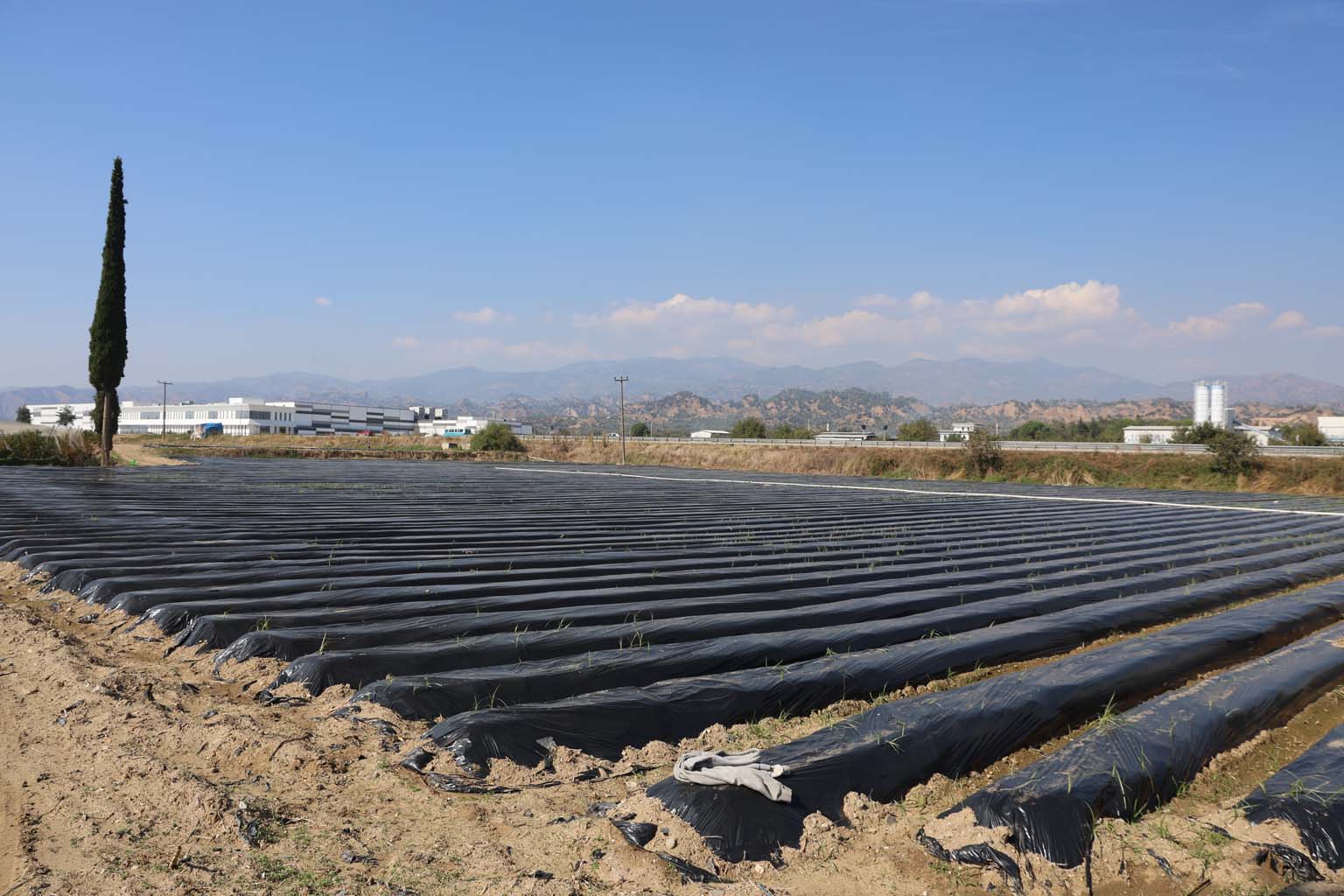 Aydın’da Kış Çileği Hazırlıkları Başladı (6)