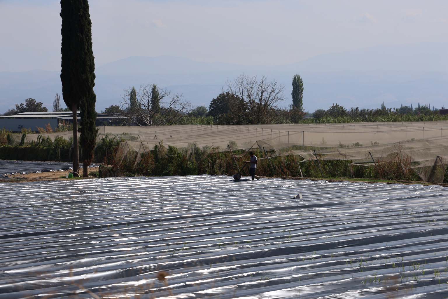 Aydın’da Kış Çileği Hazırlıkları Başladı (7)