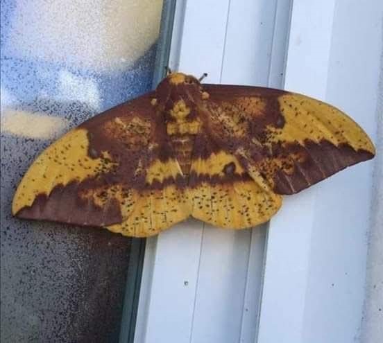 Aydın’da Merak Uyandıran Kelebek