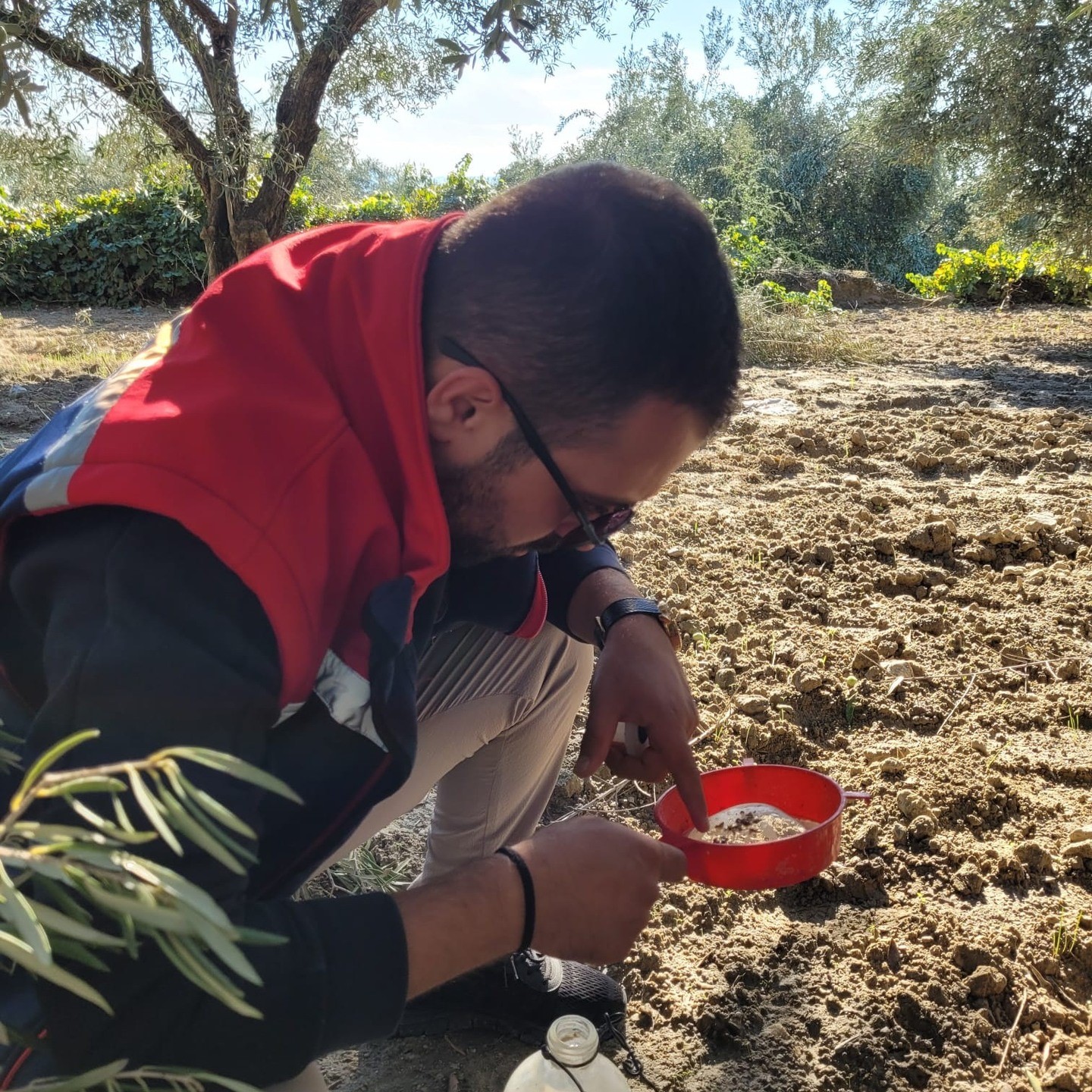 Aydın’da Meyve Bahçelerinde Ceratitis Capitata Uyarısı (2)