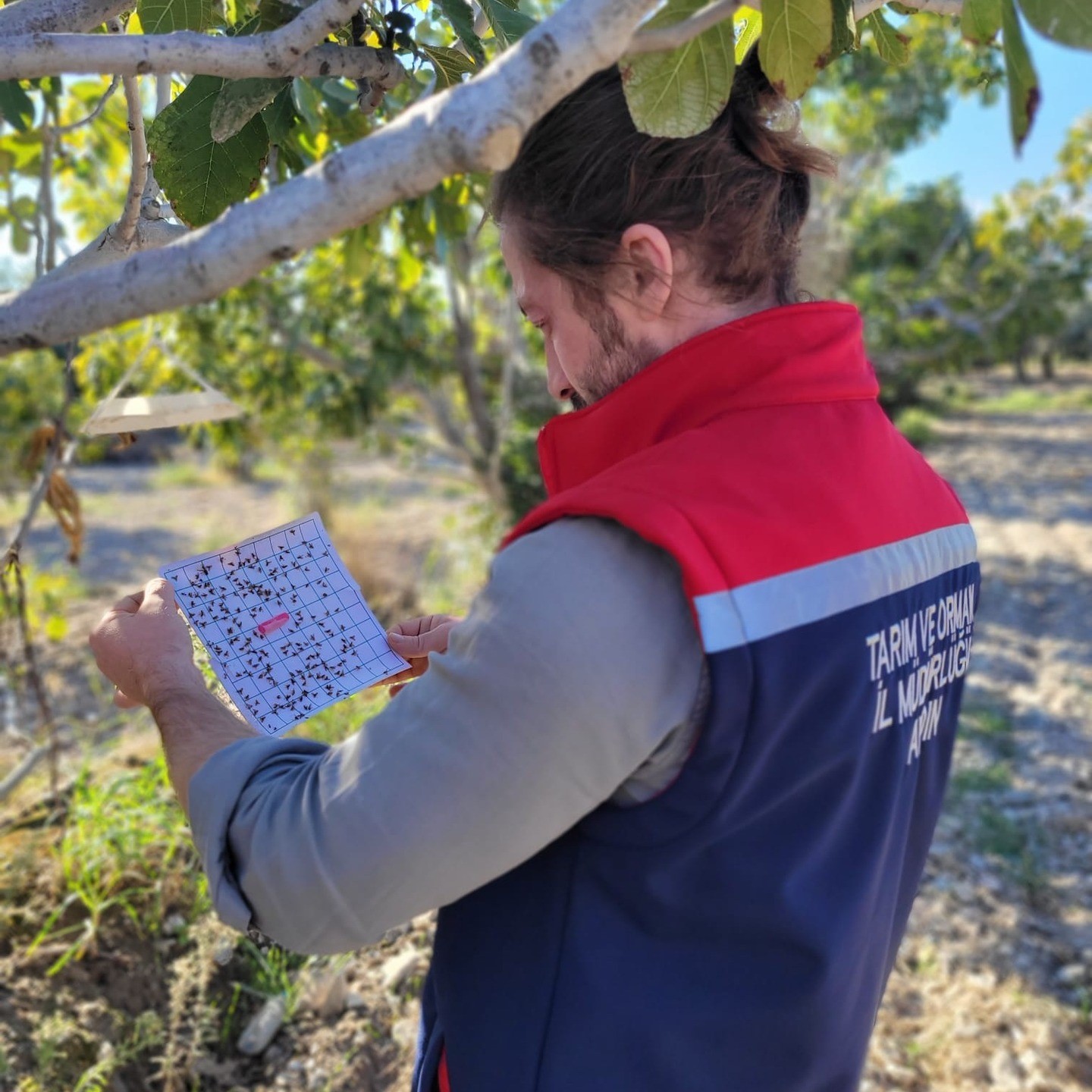 Aydın’da Meyve Bahçelerinde Ceratitis Capitata Uyarısı (4)