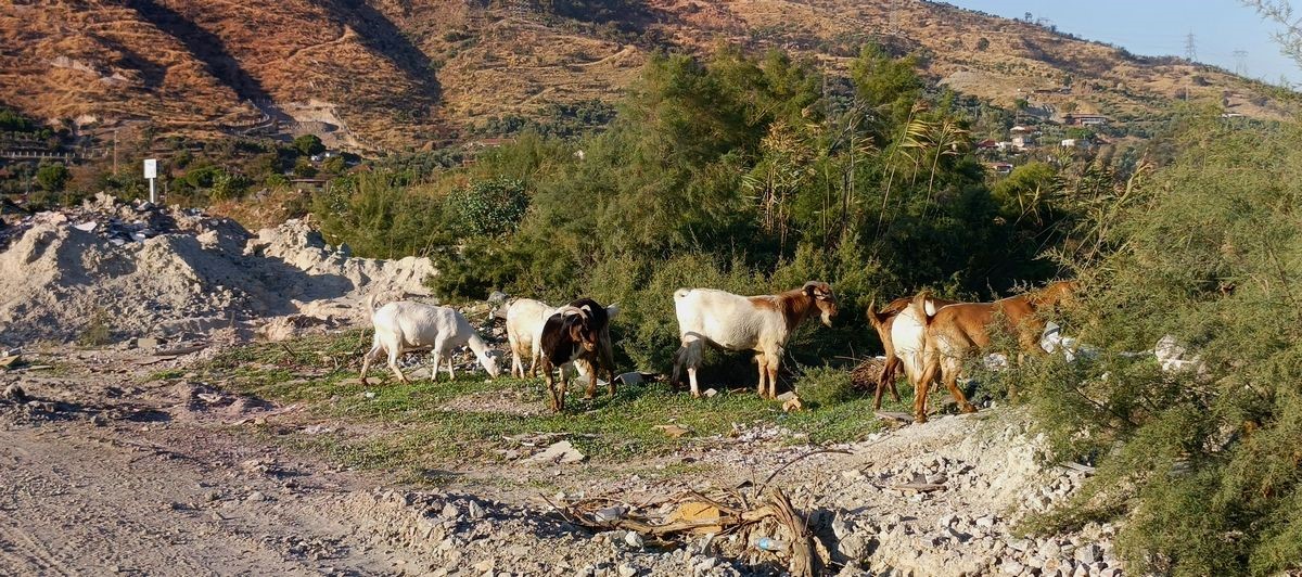 Aydın’da Mide Bulandıran Görüntüler (5)