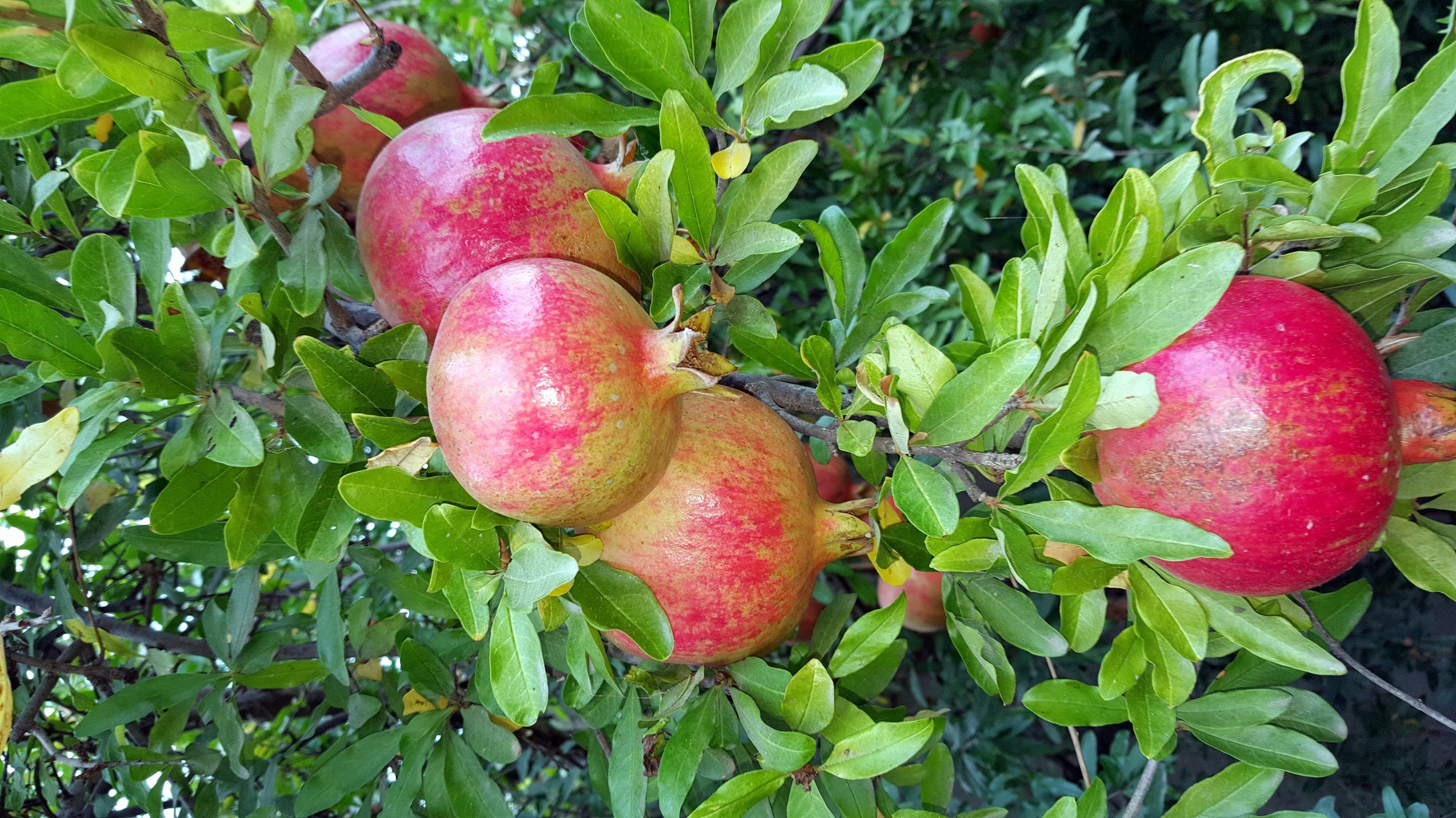 Aydın’da Narlar Geleneksel Yöntemle Ekşiye Dönüşüyor (4)
