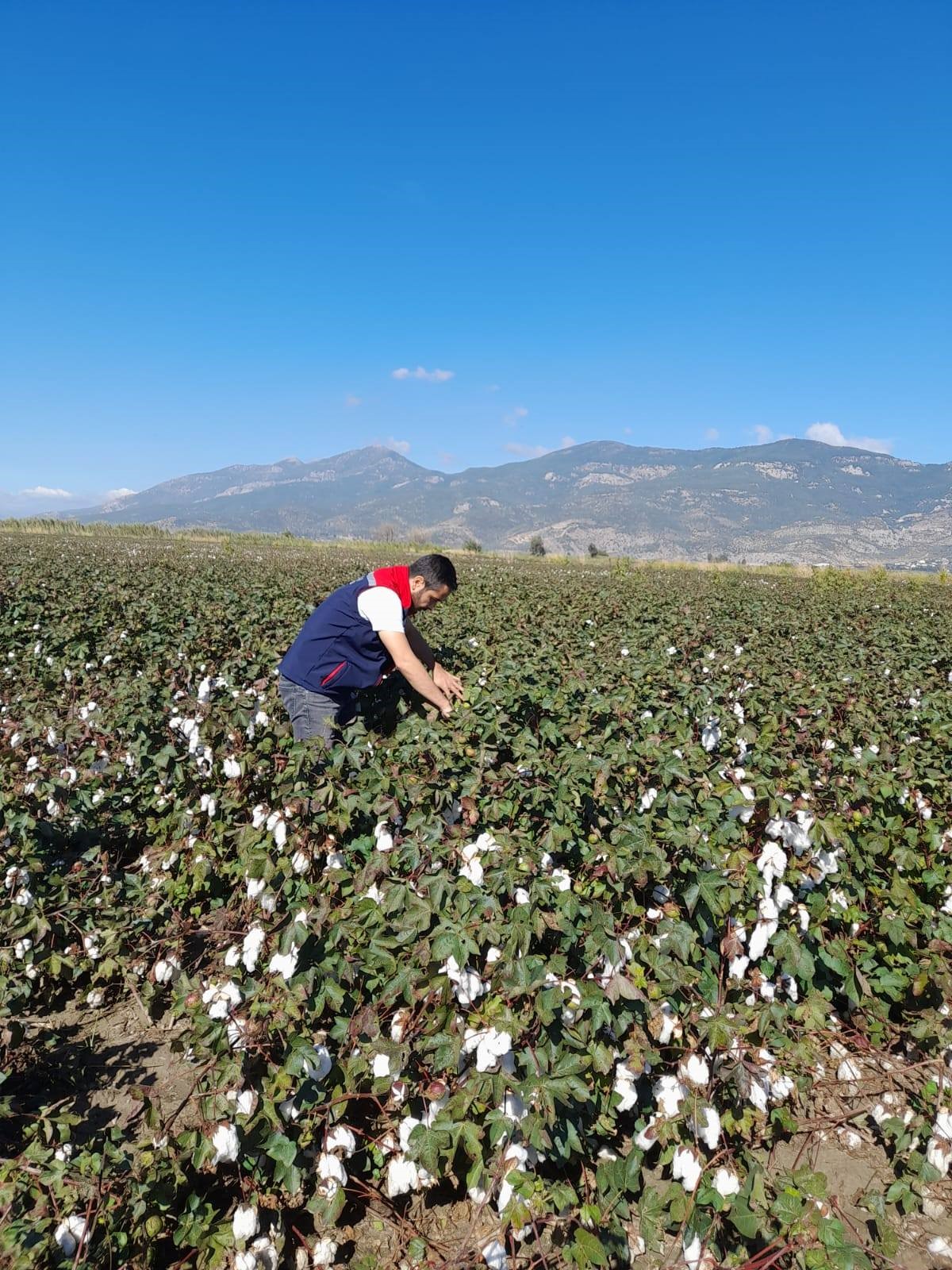 Aydın’da Pamuk Ve Ayçiçeğinde Saha Çalışması Yapıldı (5)