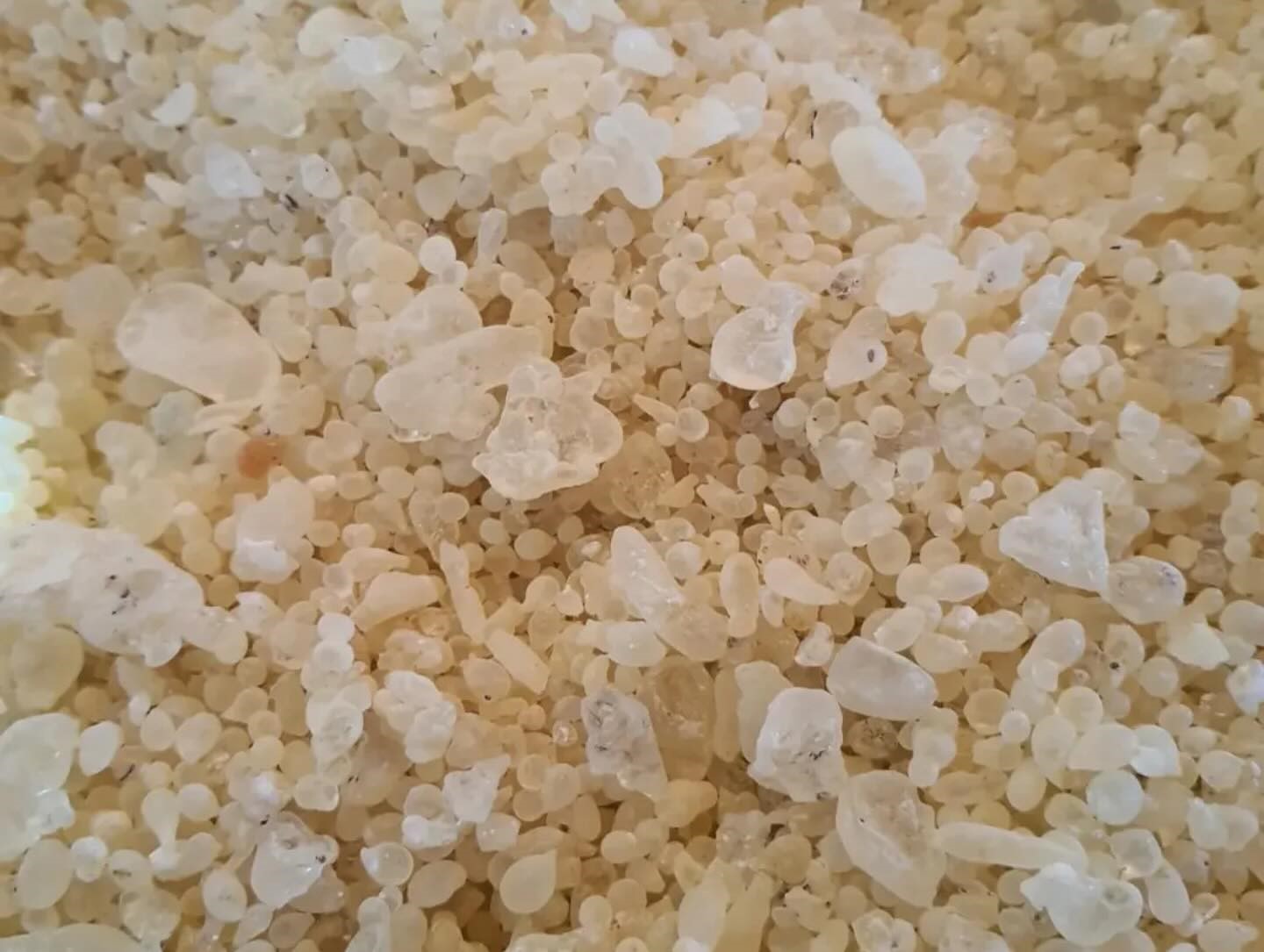 Aydın’da Sakız Ağacı Gelişmesi (5)