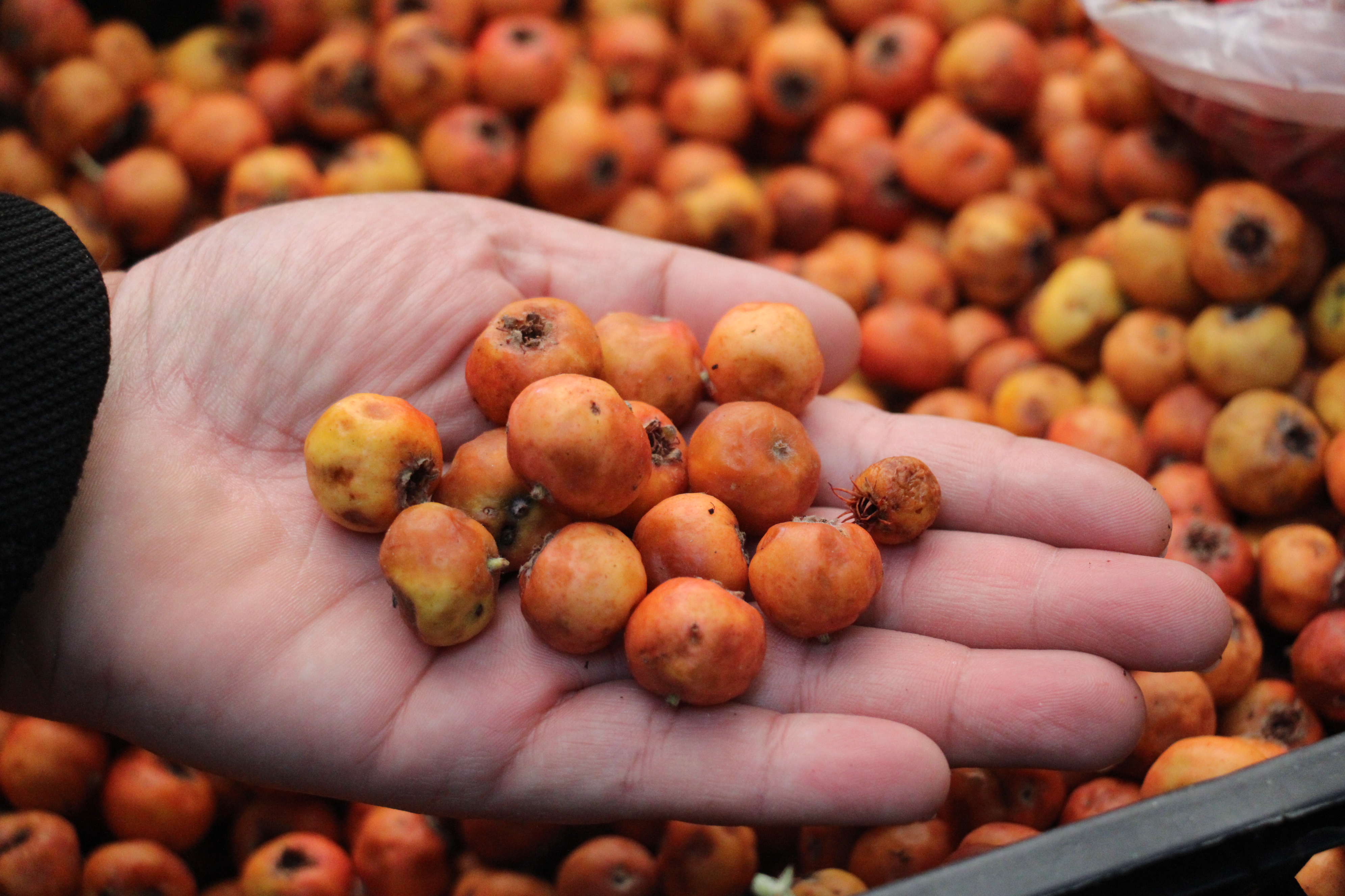 Aydın’da Şifa Kaynağı Tezgaha Çıktı.. İşte Faydaları (2)