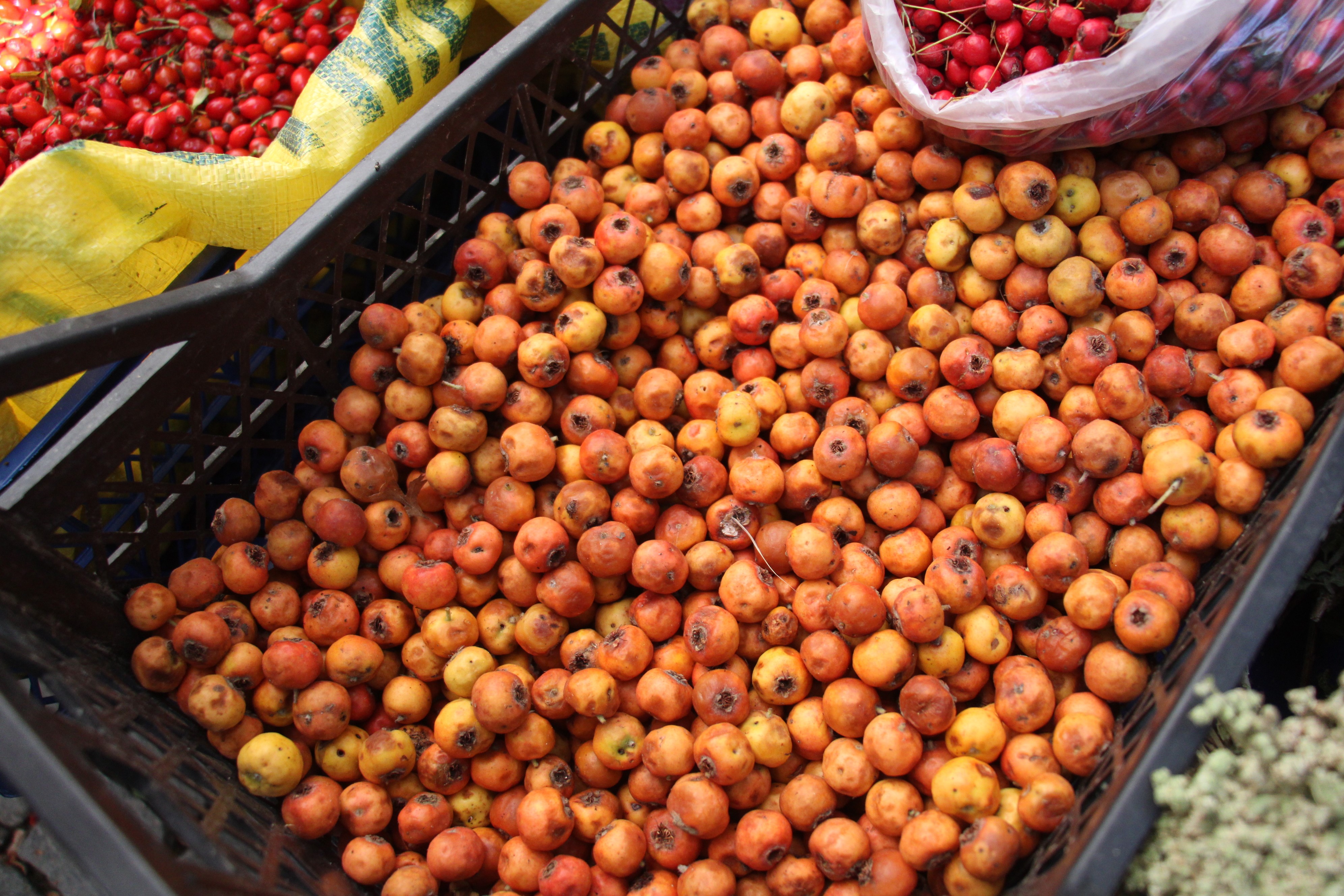 Aydın’da Şifa Kaynağı Tezgaha Çıktı.. İşte Faydaları (3)