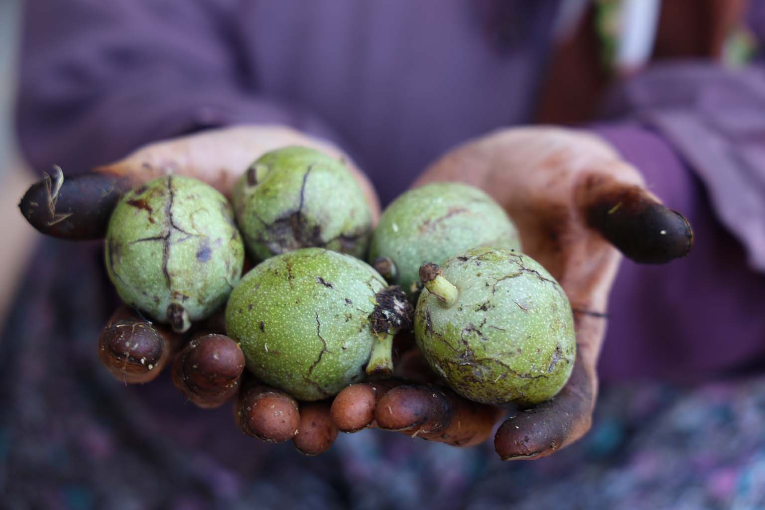 Aydın’da Toplanan Cevizler Kabuklarından Ayıklandı, Satışa Hazırlanıyor (4)