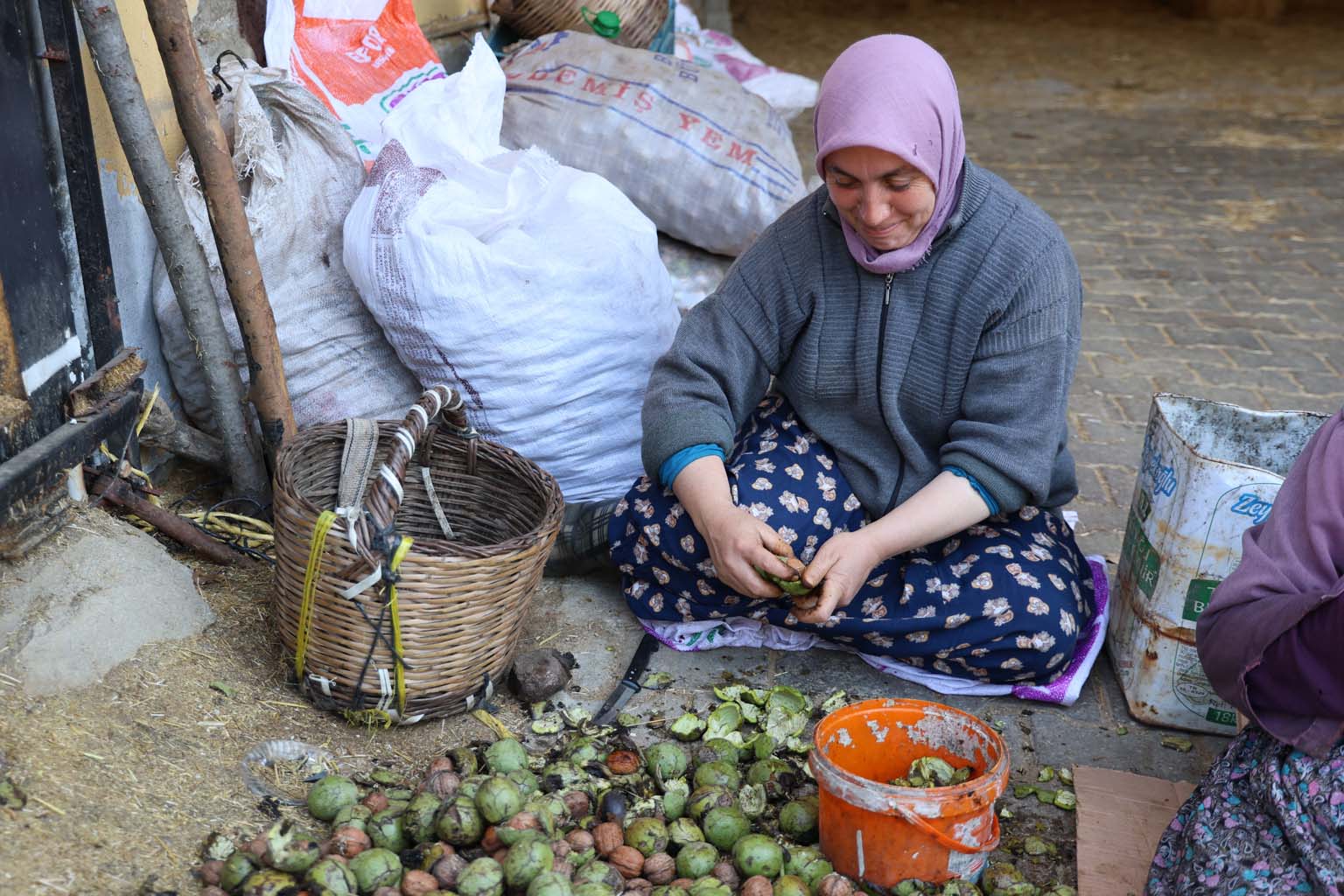 Aydın’da Toplanan Cevizler Kabuklarından Ayıklandı, Satışa Hazırlanıyor (5)
