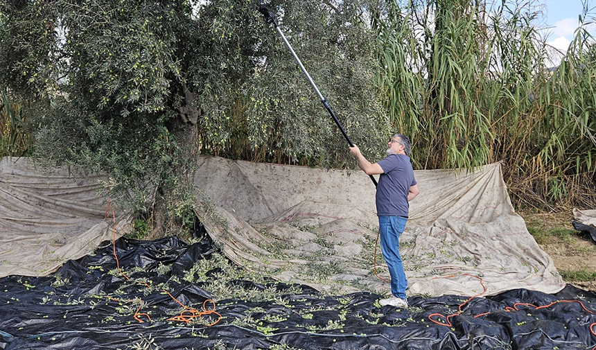 Aydın’da Yağışların Ardından Zeytin Hasadı Başladı (1)