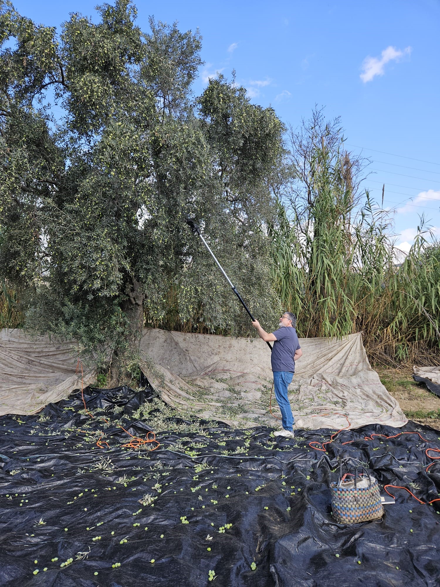 Aydın’da Yağışların Ardından Zeytin Hasadı Başladı (2)