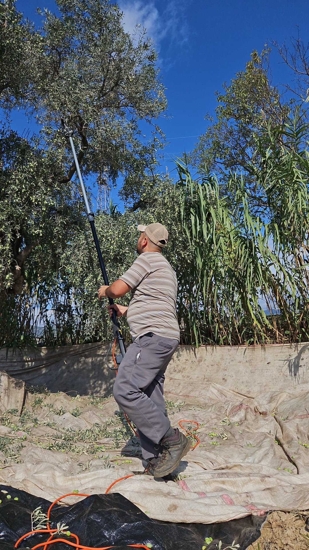 Aydın’da Yağışların Ardından Zeytin Hasadı Başladı (3)