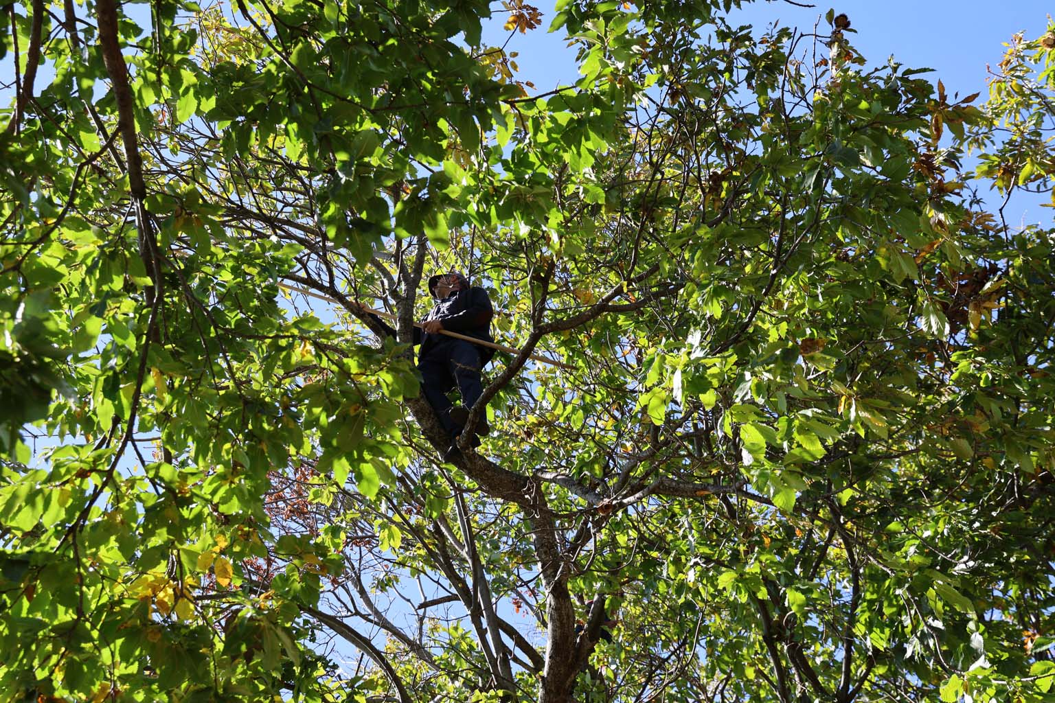 Aydın’ın Dağlarında Kestane Sezonu Bitti (2)