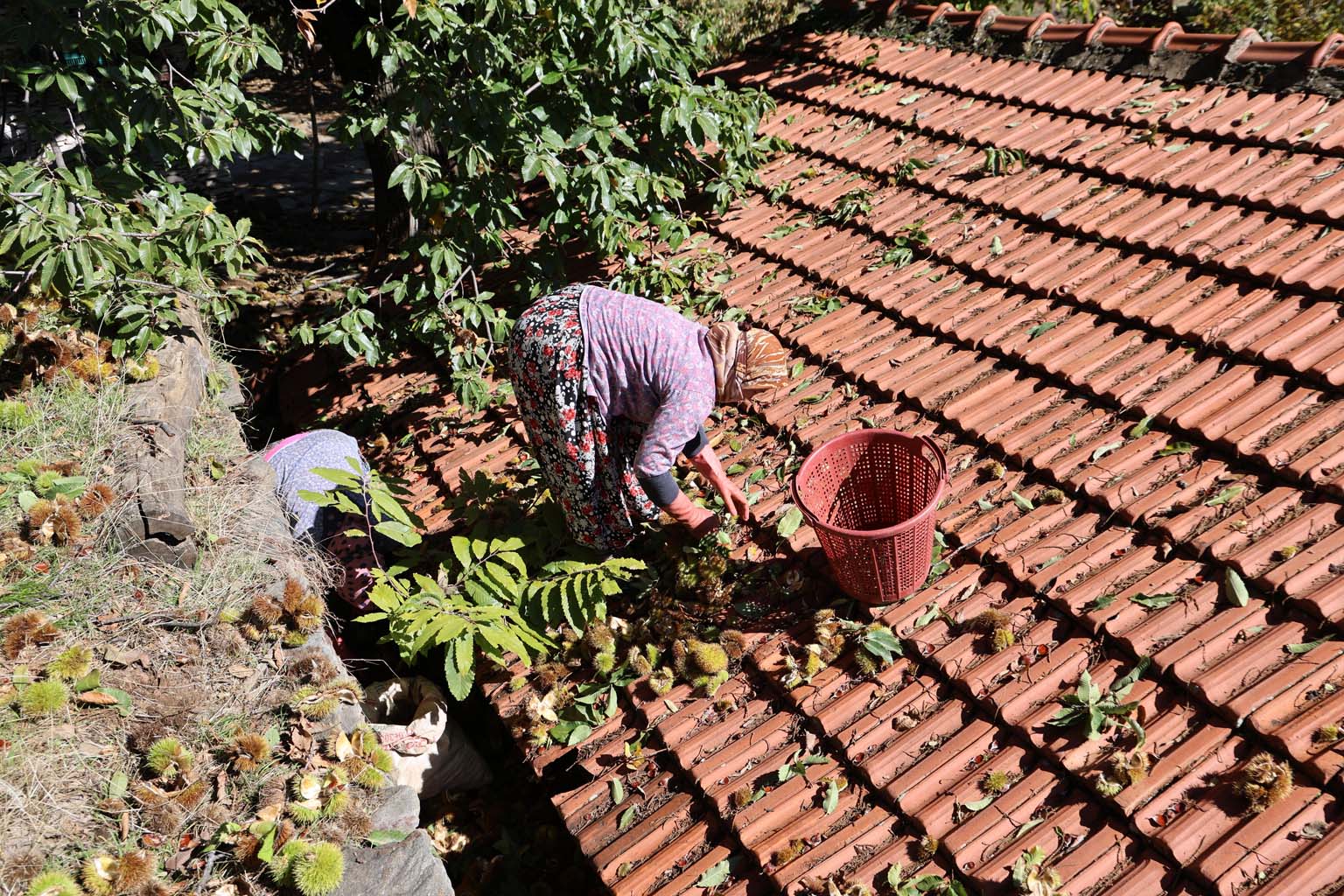 Aydın’ın Dağlarında Kestane Sezonu Bitti (4)