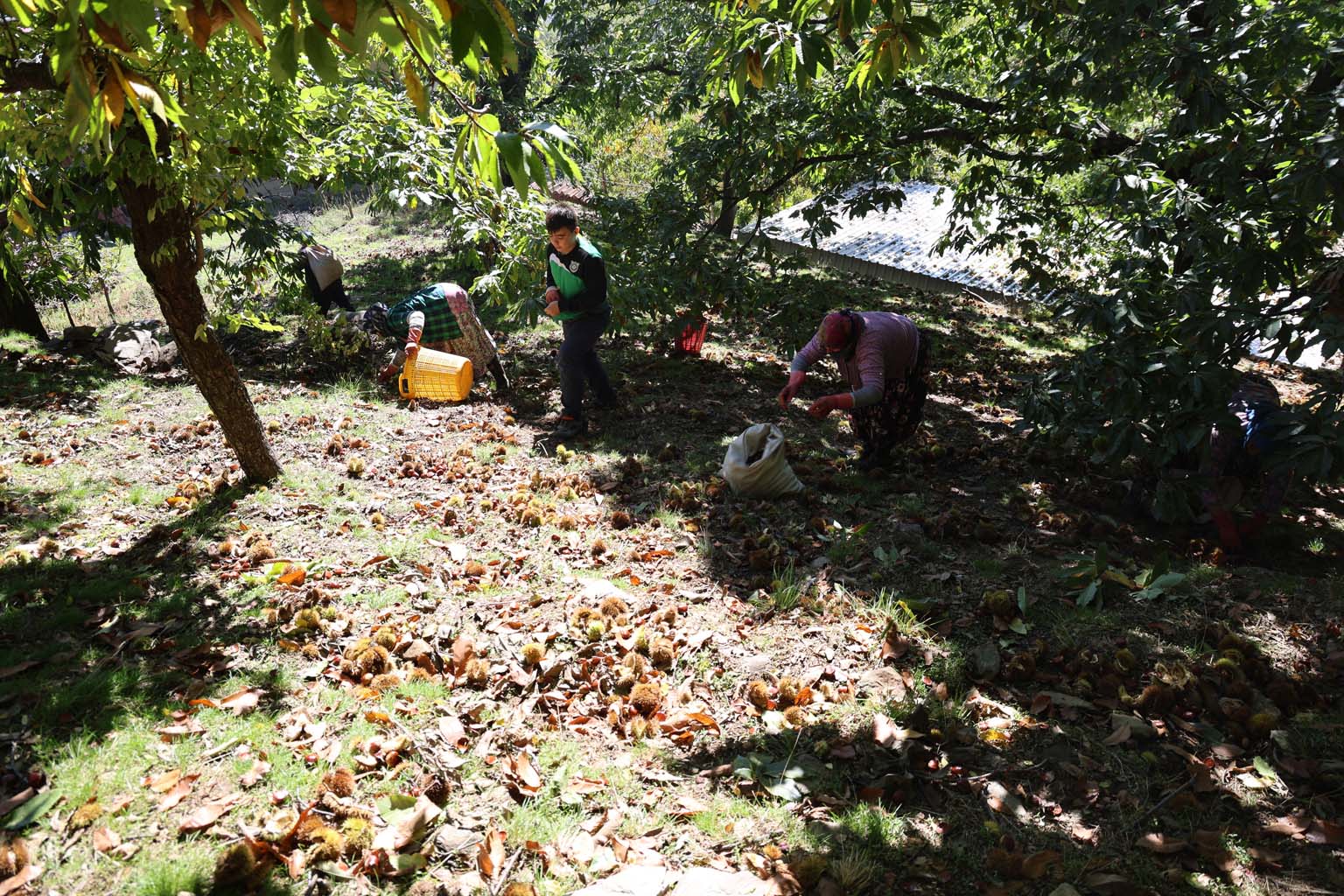 Aydın’ın Dağlarında Kestane Sezonu Bitti (5)