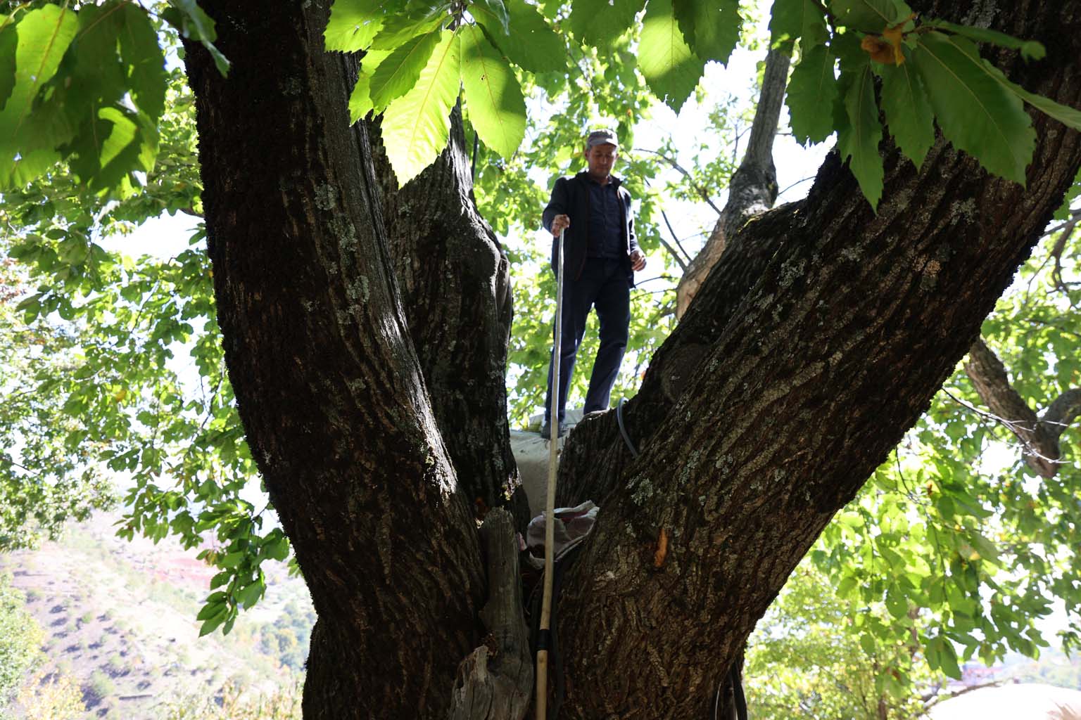 Aydın’ın Dağlarında Kestane Sezonu Bitti (7)