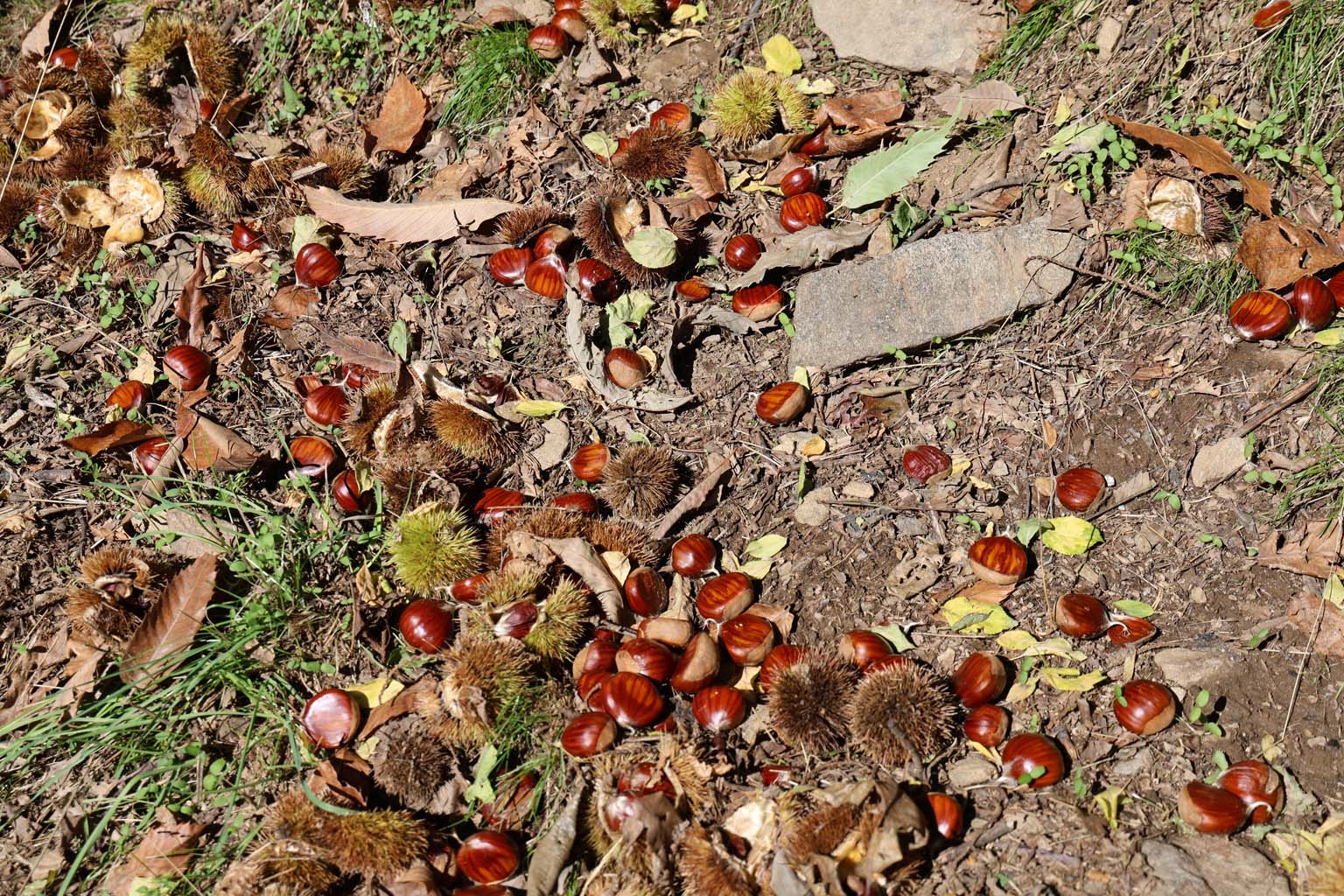 Aydın’ın Dağlarında Kestane Sezonu Bitti (9)