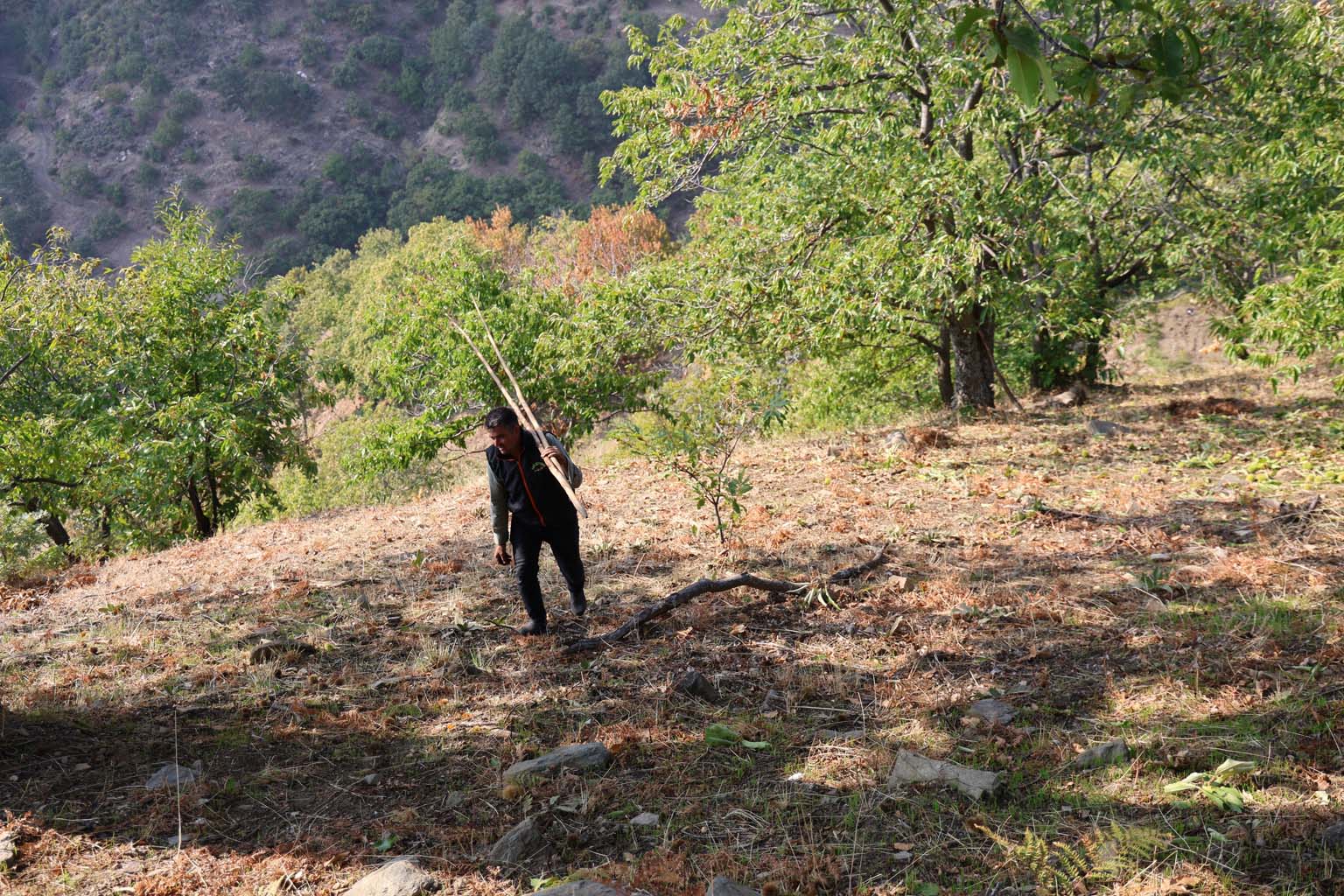 Aydın’ın Dağlarında Kestane Telaşı Başladı (12)
