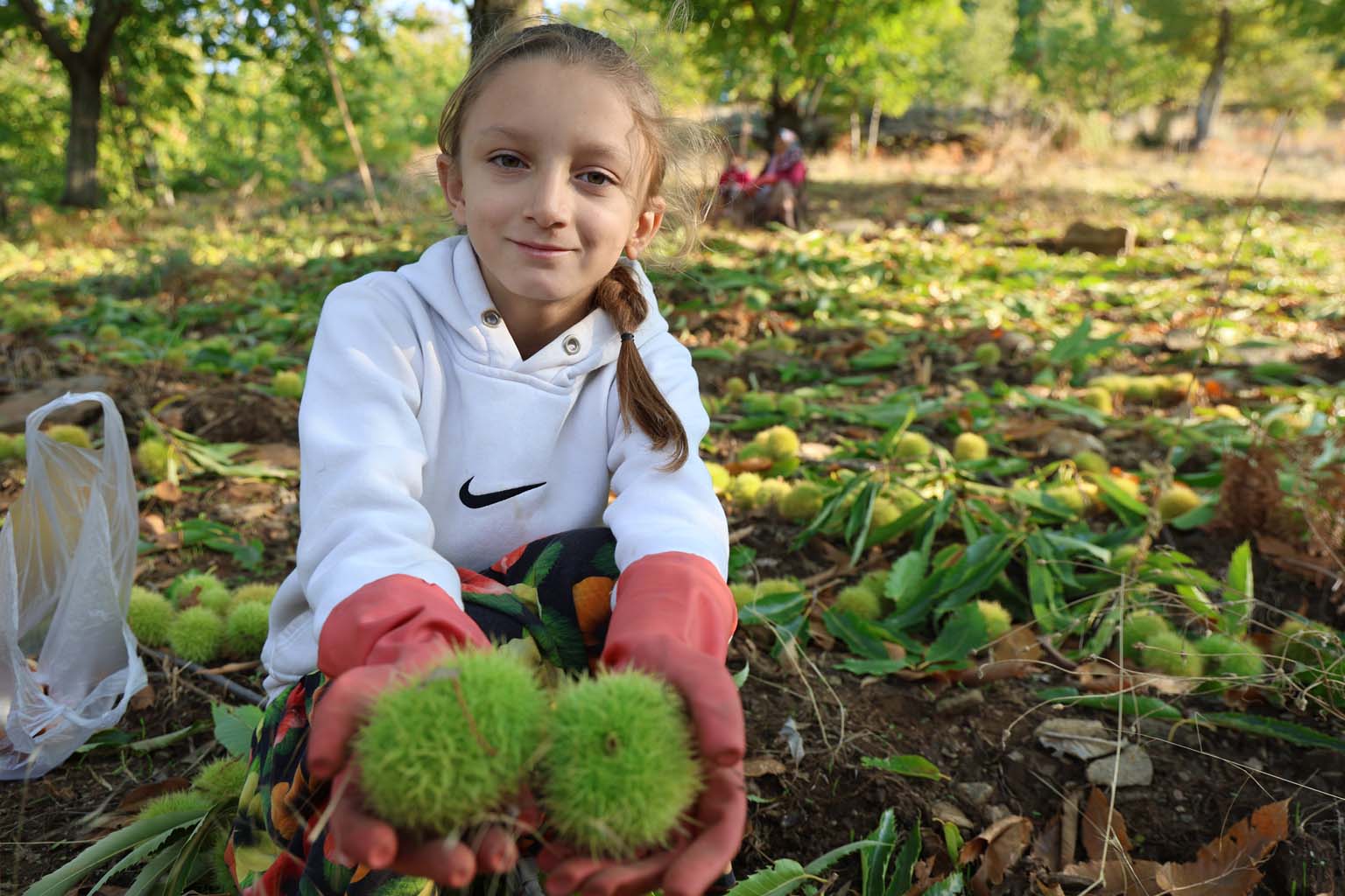 Aydın’ın Dağlarında Kestane Telaşı Başladı (2)