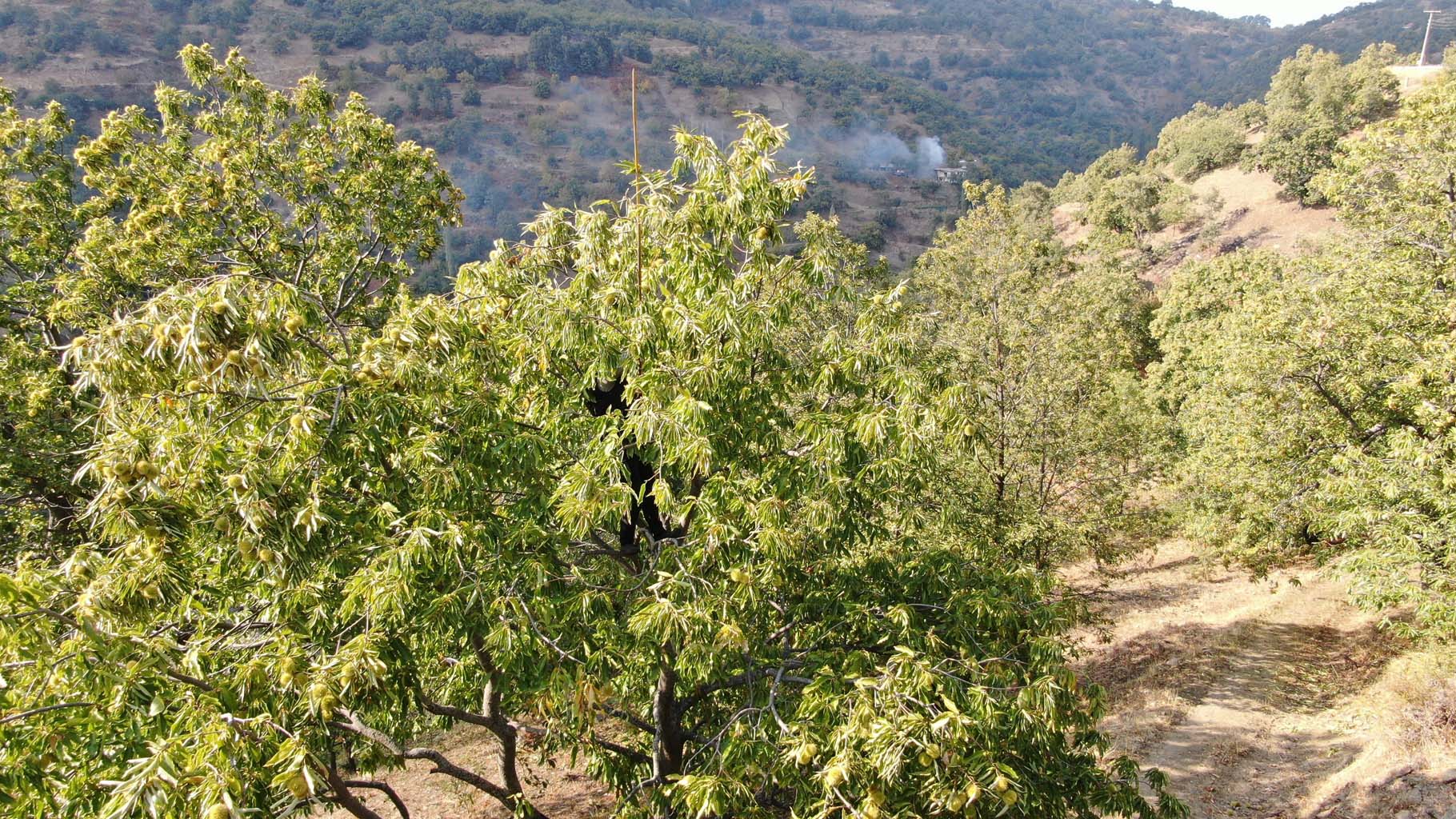 Aydın’ın Dağlarında Kestane Telaşı Başladı (3)