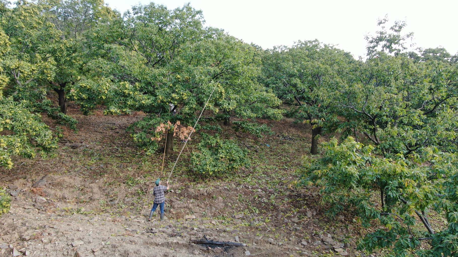 Aydın’ın Dağlarında Kestane Telaşı Başladı (4)