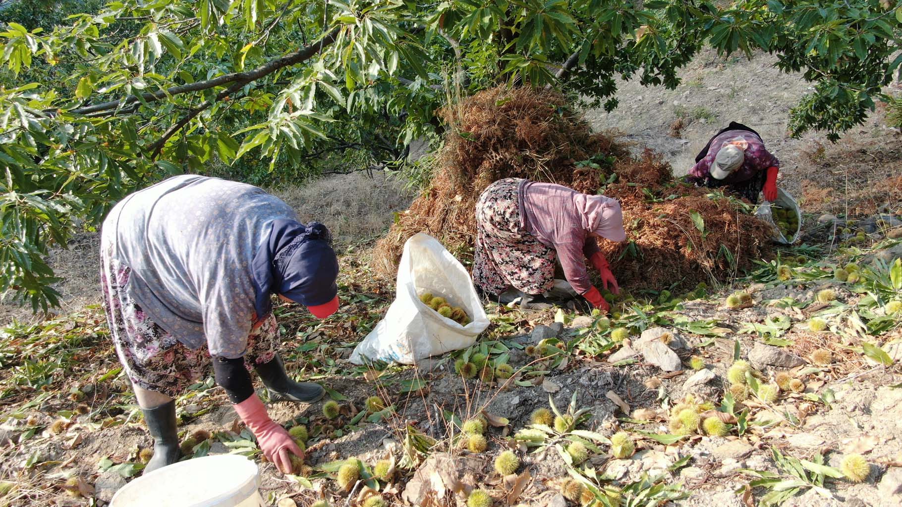 Aydın’ın Dağlarında Kestane Telaşı Başladı (5)