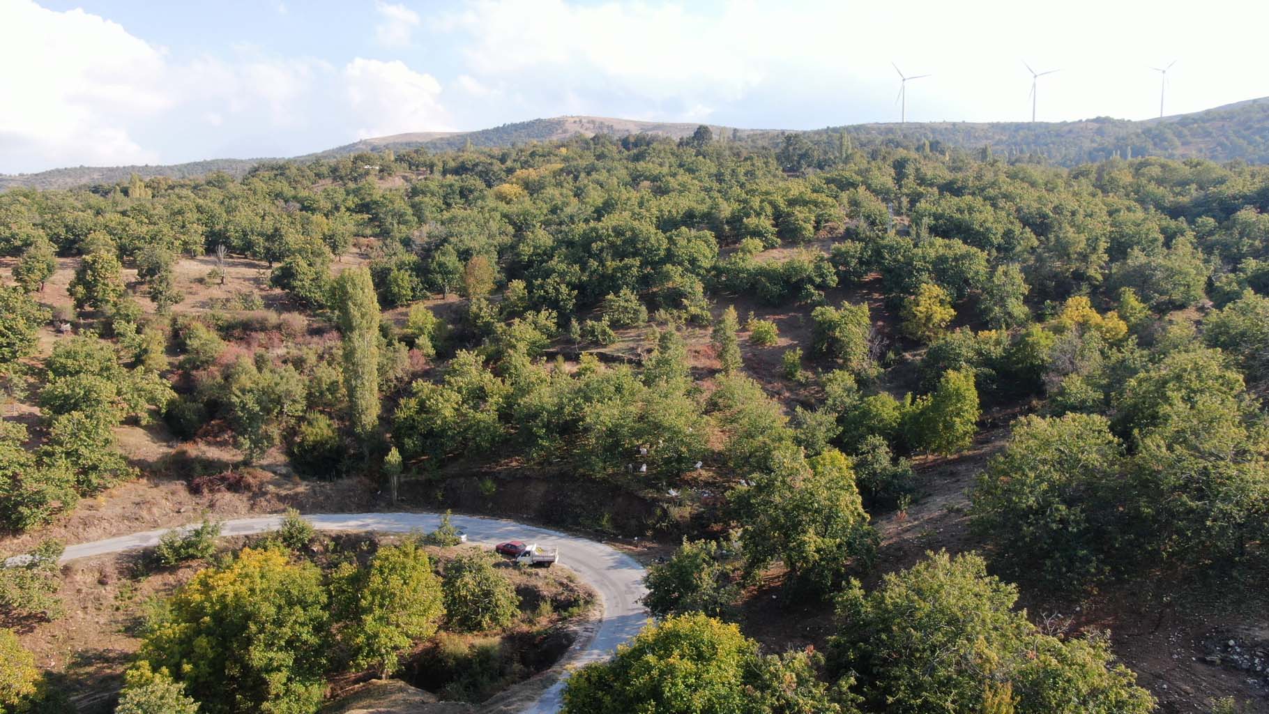 Aydın’ın Dağlarında Kestane Telaşı Başladı (6)