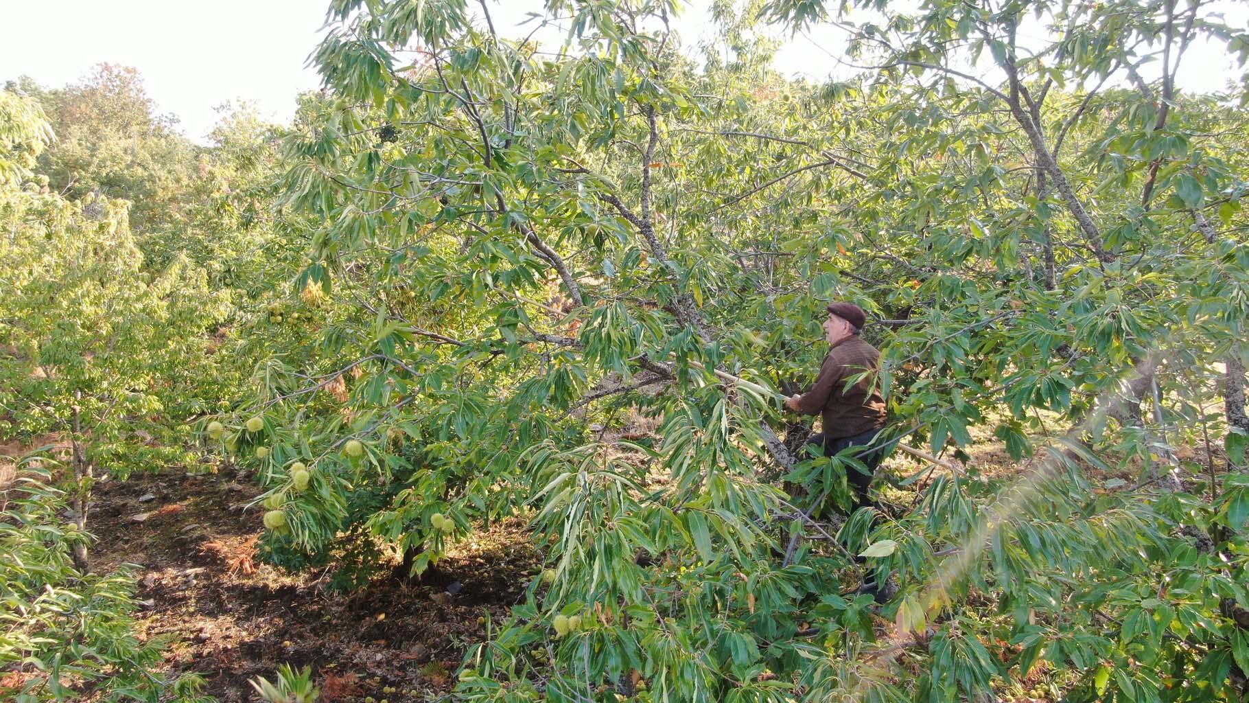 Aydın’ın Dağlarında Kestane Telaşı Başladı (7)