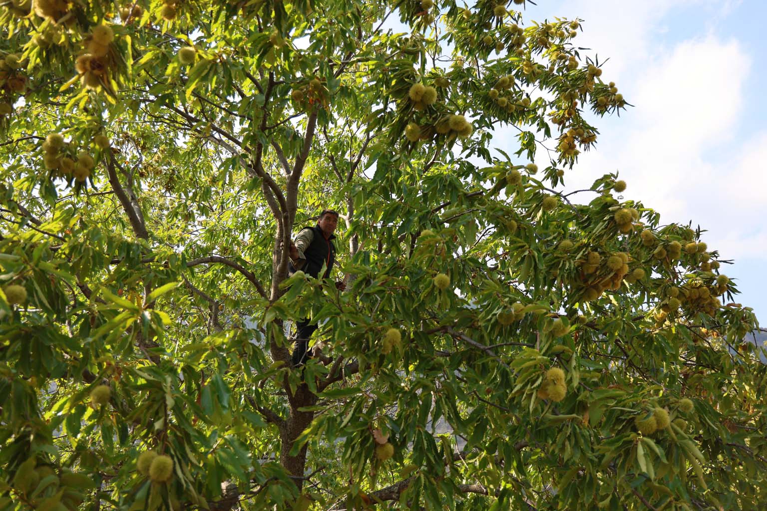Aydın’ın Dağlarında Kestane Telaşı Başladı (9)