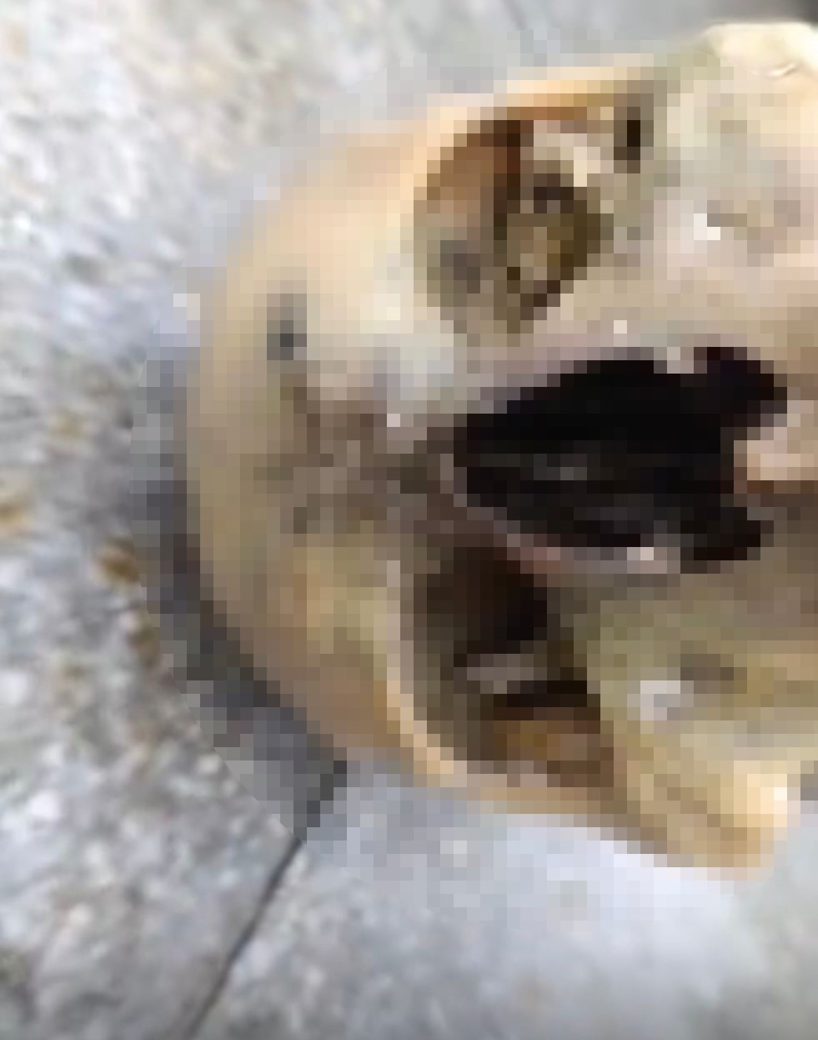 Balık Beklerken Kafatası Yakaladı (3)