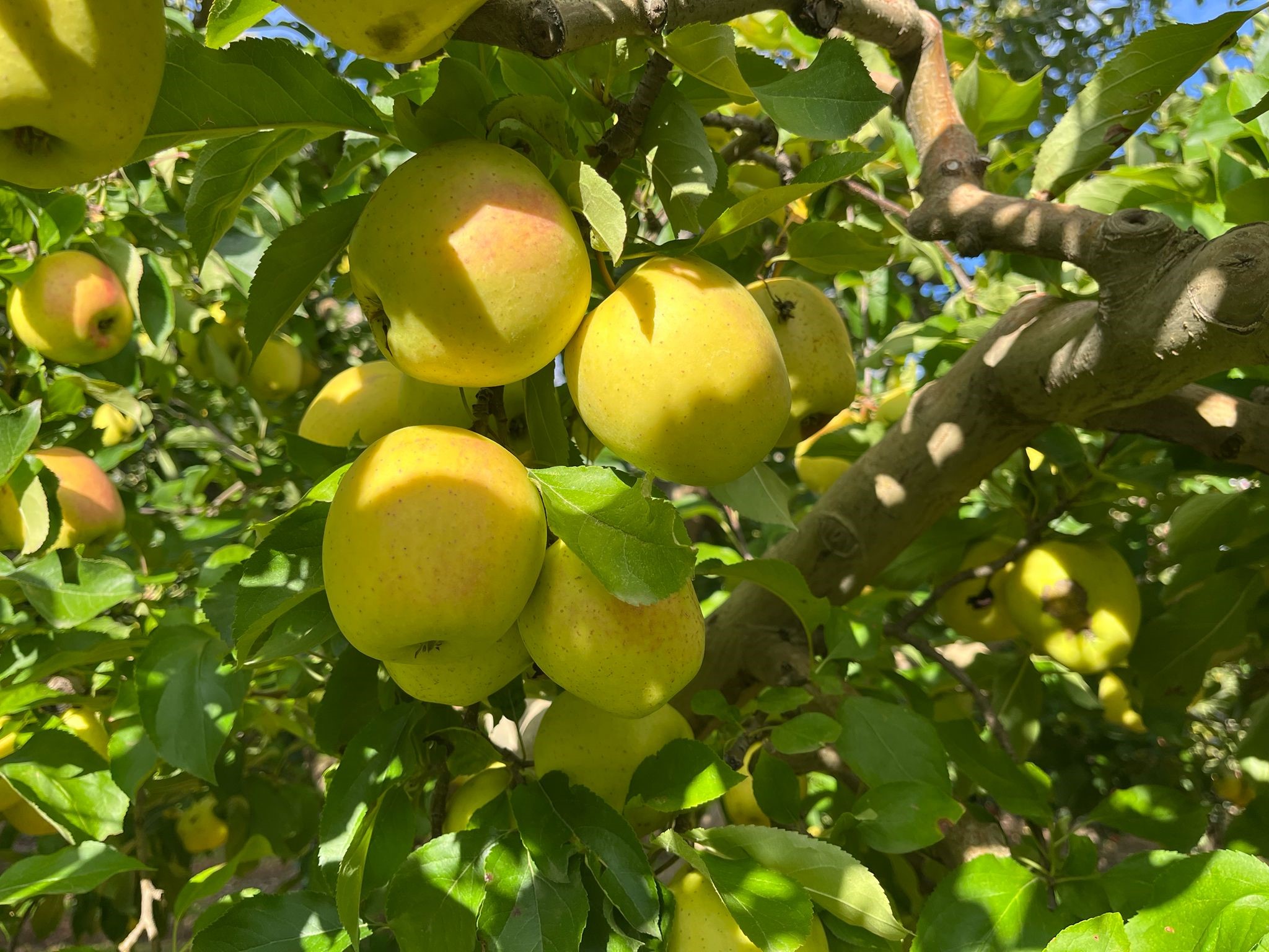 Ballı Elma Hasadı Başladı (2)