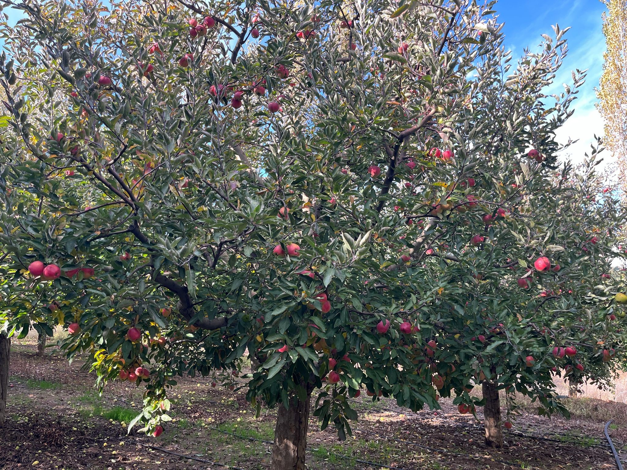 Ballı Elma Hasadı Başladı (3)