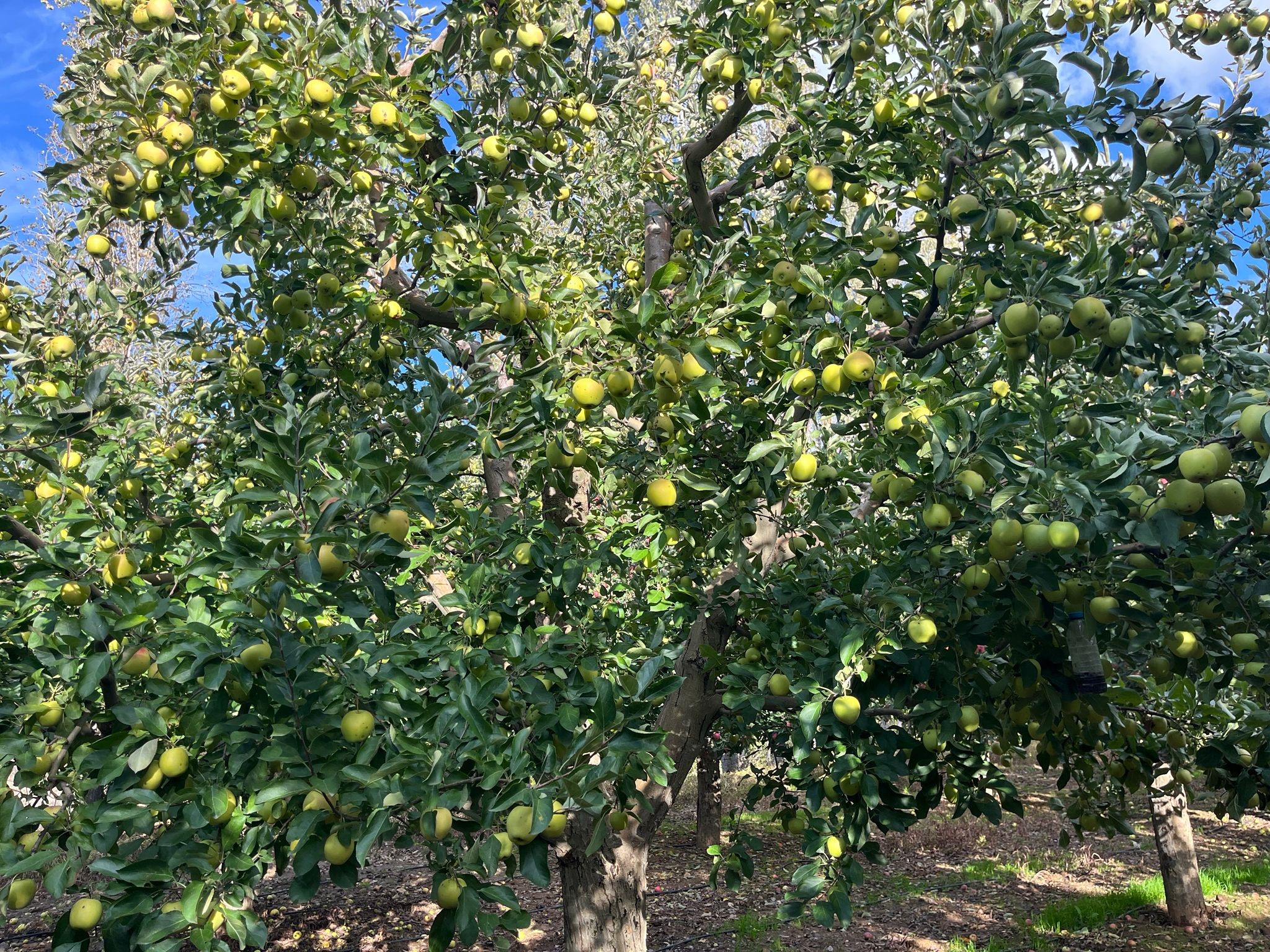 Ballı Elma Hasadı Başladı (4)