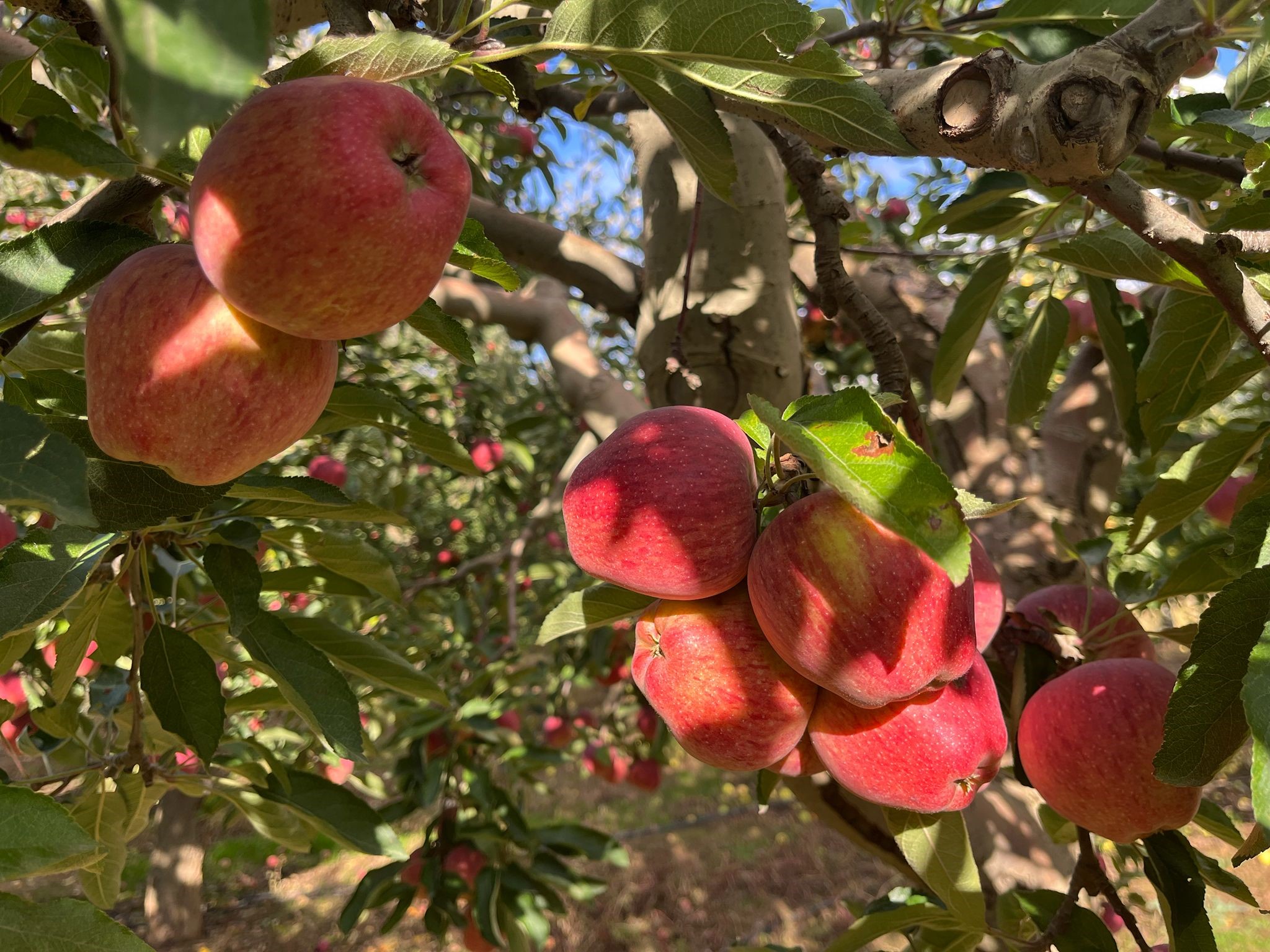 Ballı Elma Hasadı Başladı (5)