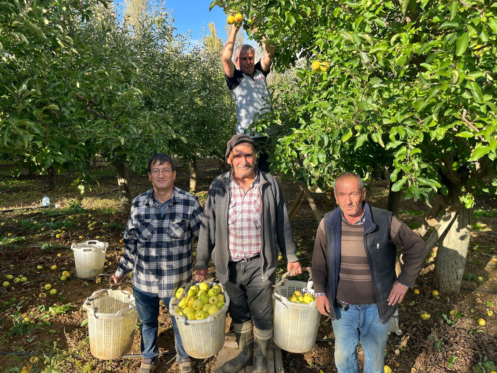 Ballı Elma Hasadı Başladı (6)