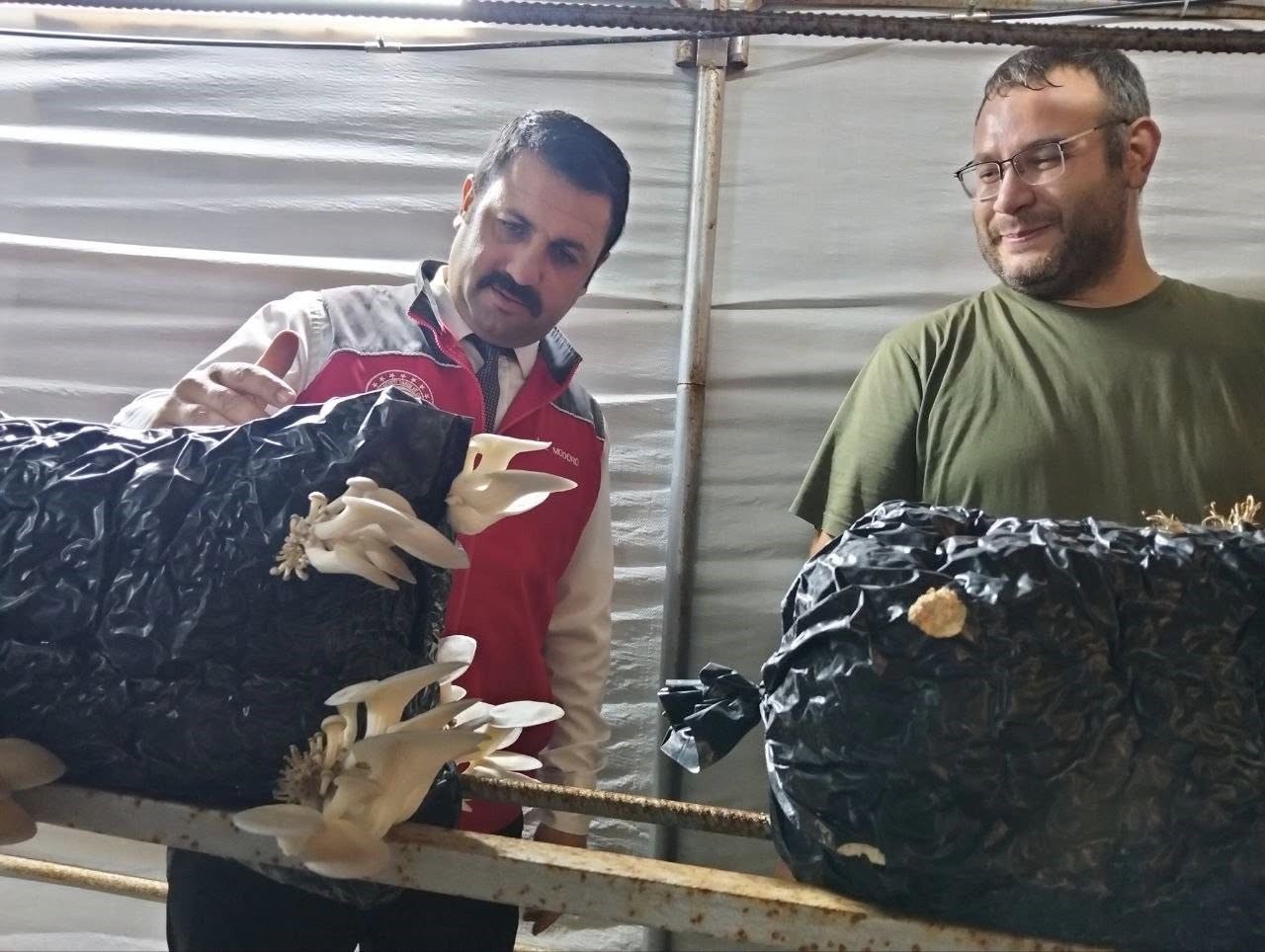 Burada Kilo Kilo Mantar Üretiliyor (2)