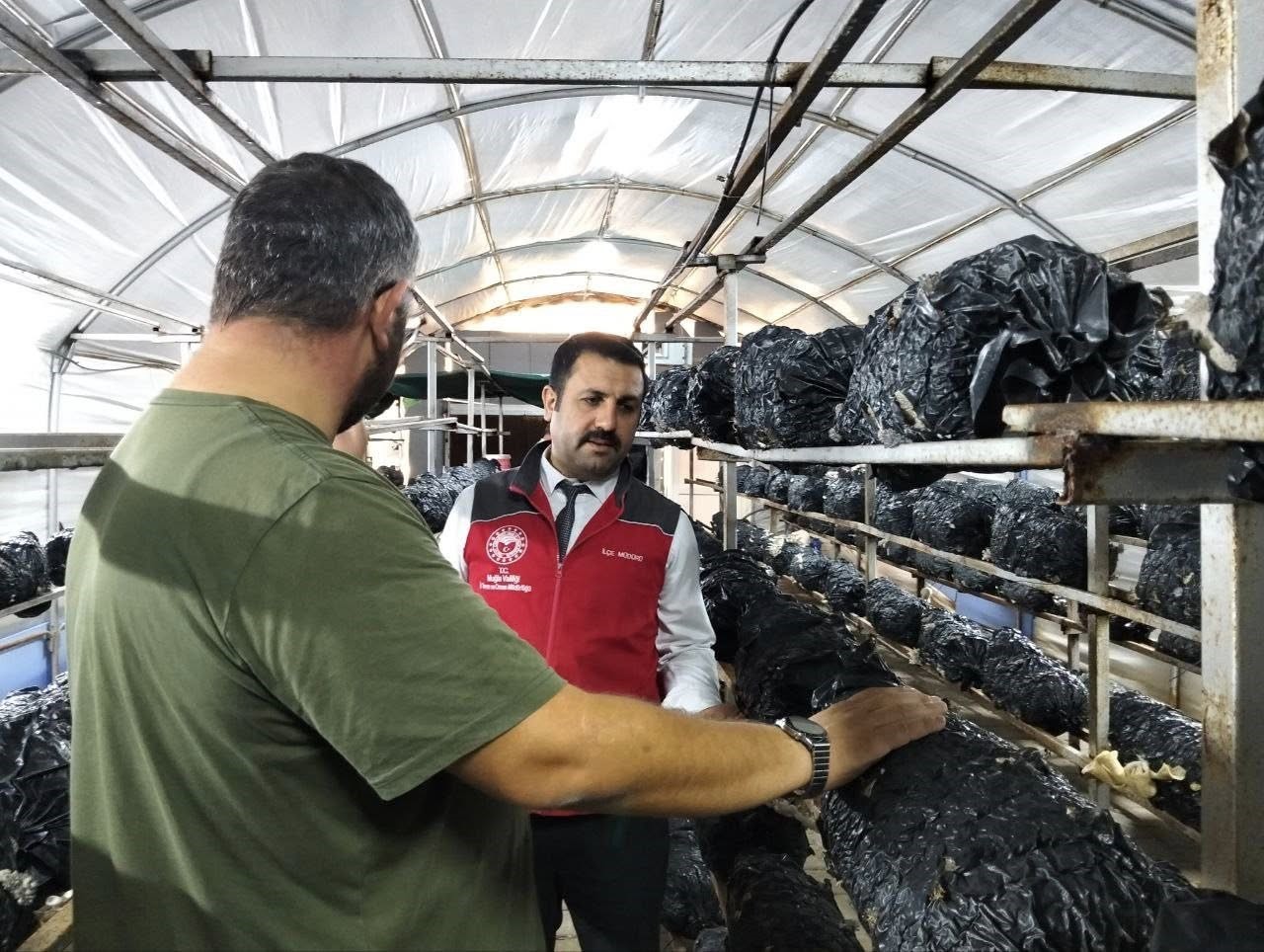 Burada Kilo Kilo Mantar Üretiliyor (3)