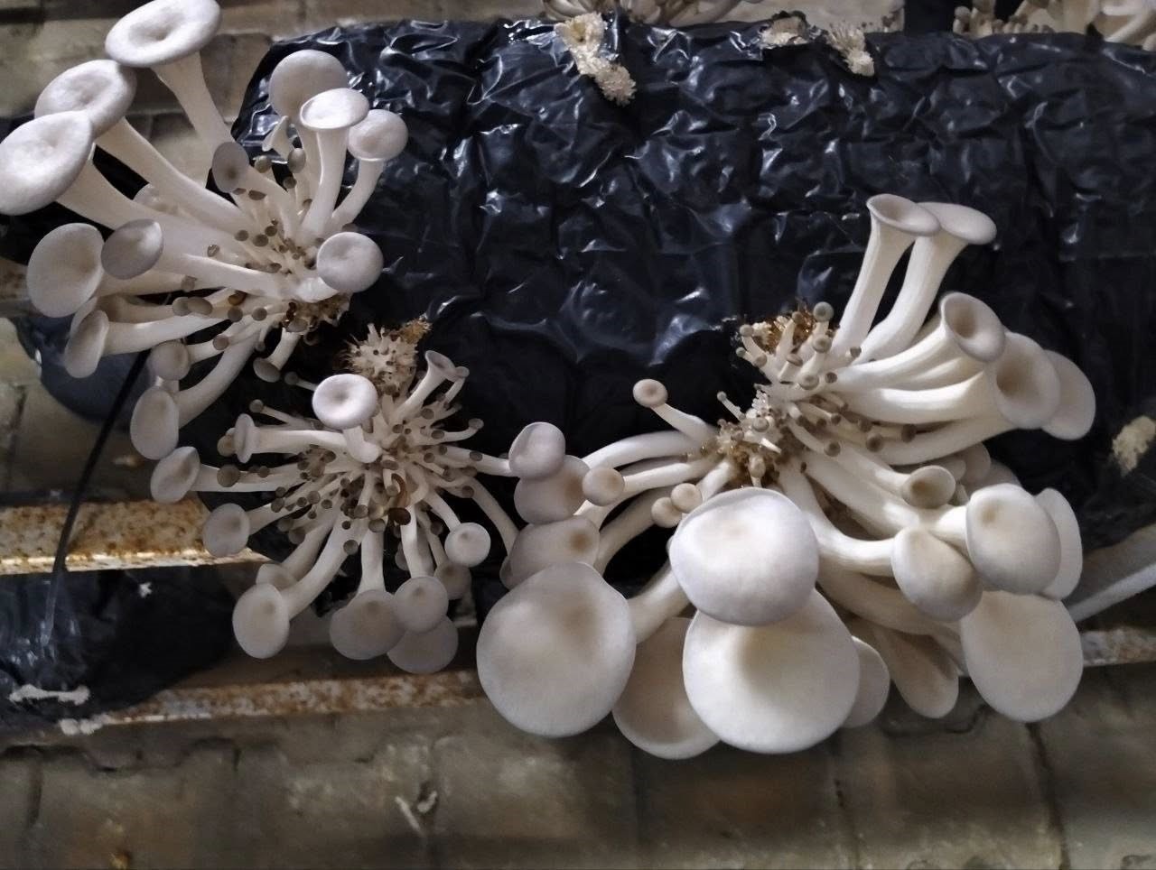 Burada Kilo Kilo Mantar Üretiliyor (7)