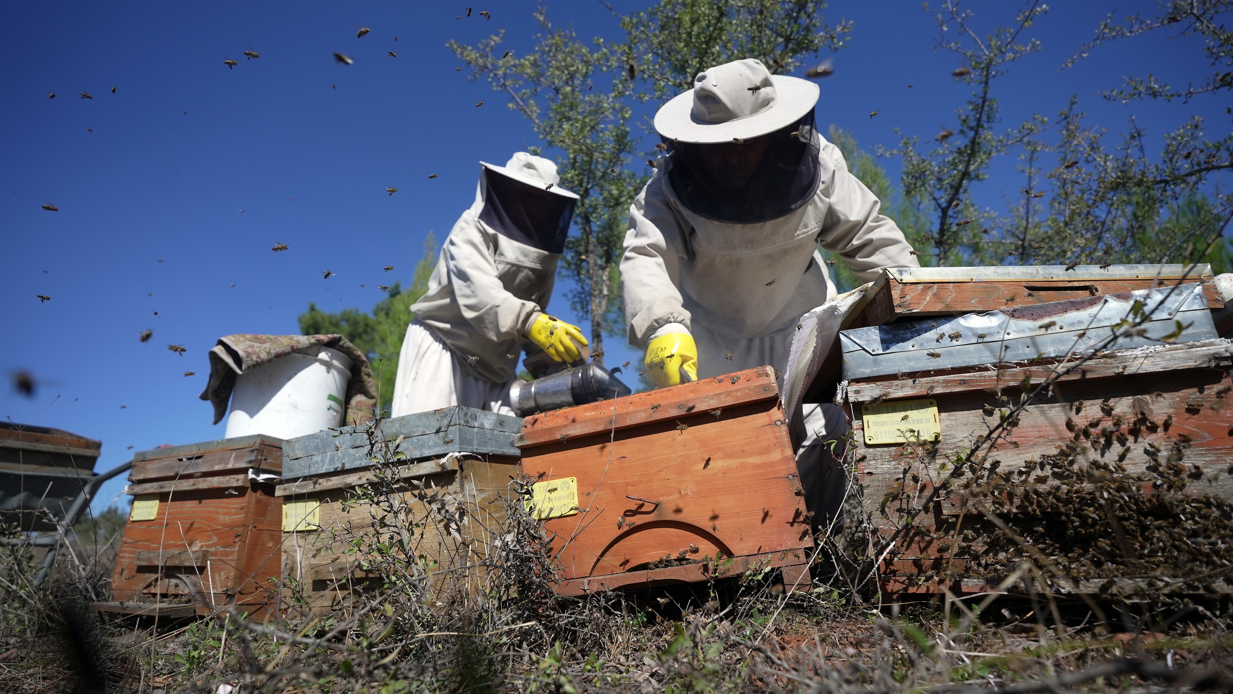 Çam Balından Iyi Haber.. Beklentiler Açıklandı (12)
