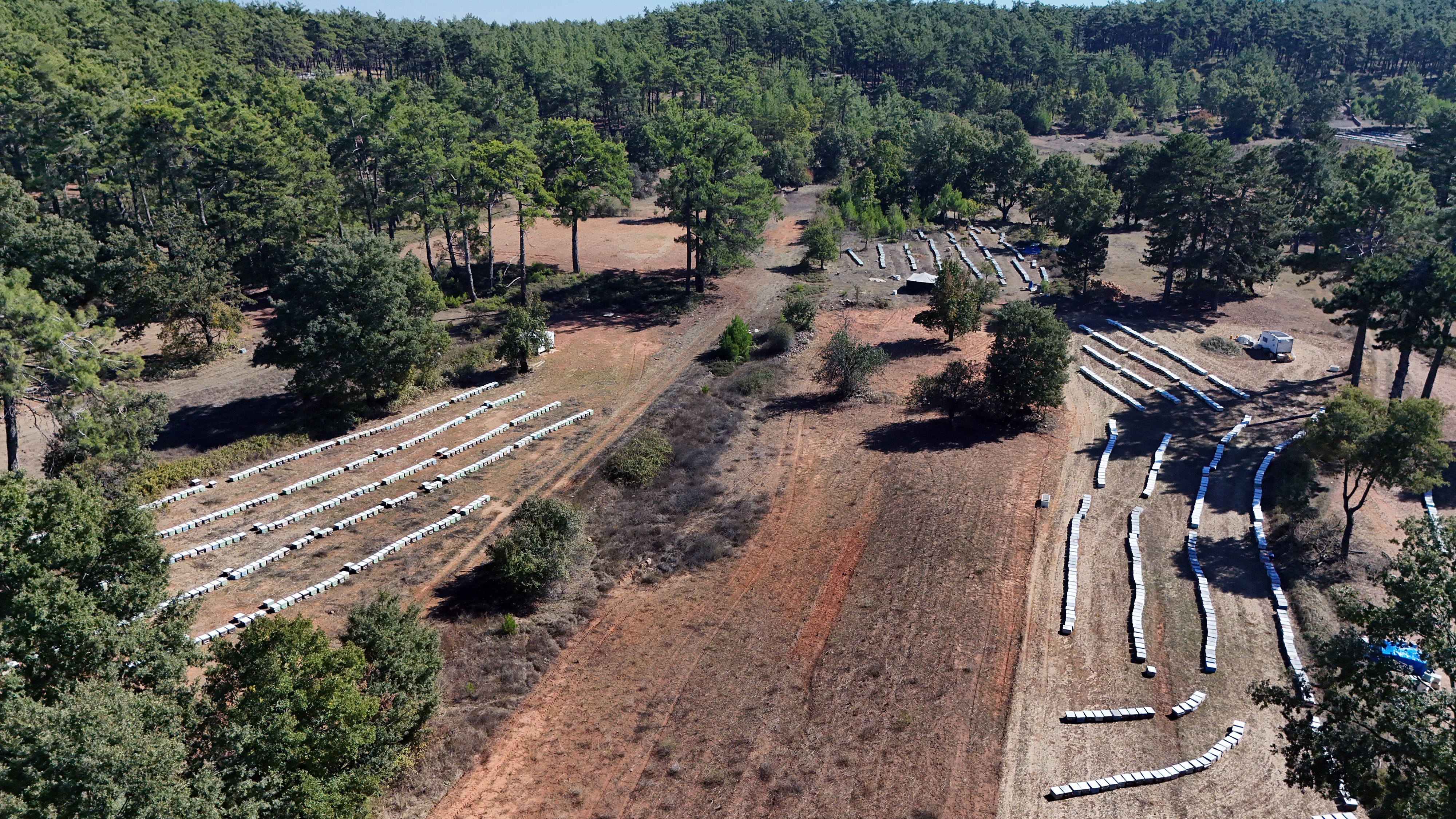 Çam Balından Iyi Haber.. Beklentiler Açıklandı (3)