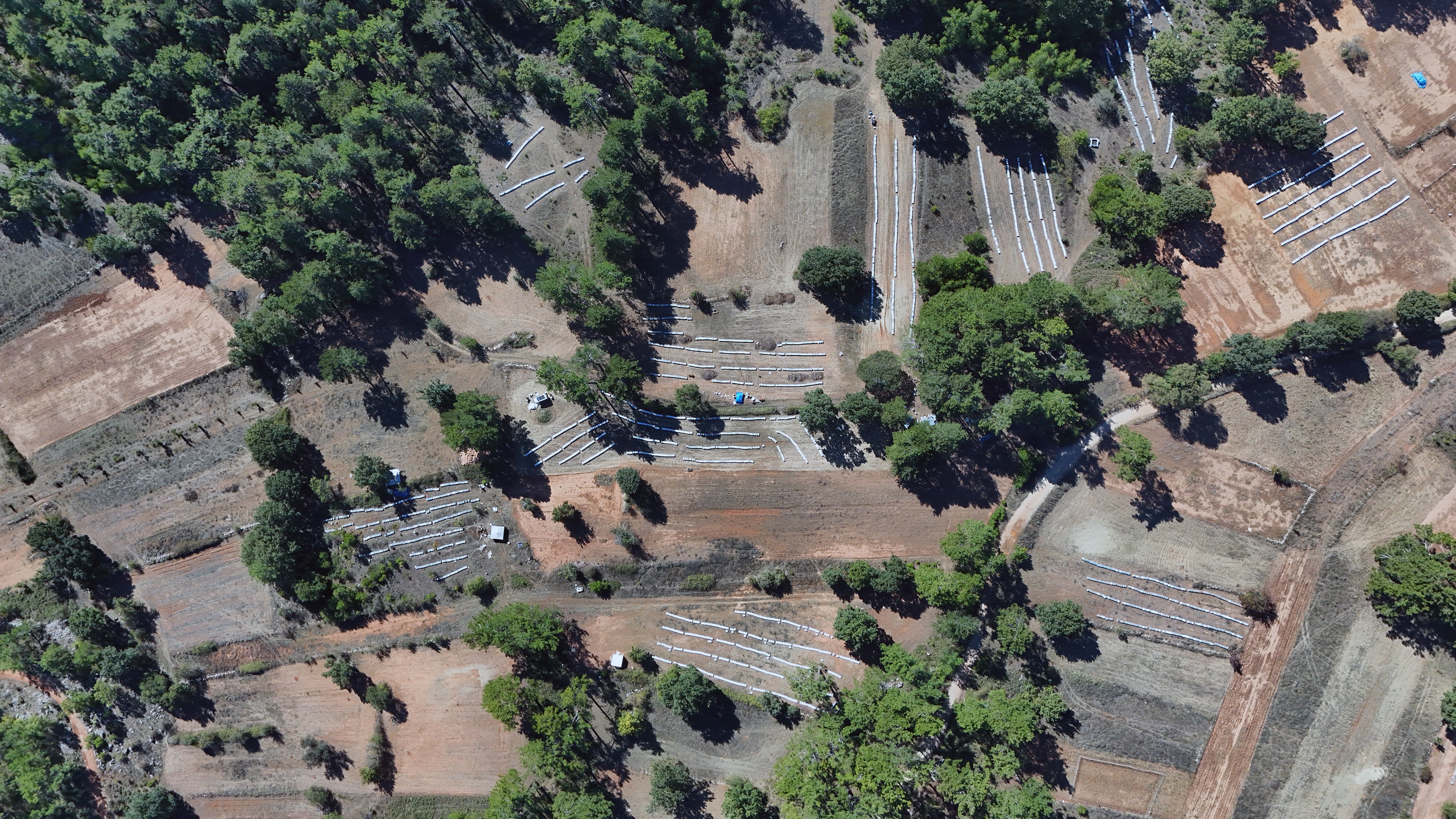 Çam Balından Iyi Haber.. Beklentiler Açıklandı (4)
